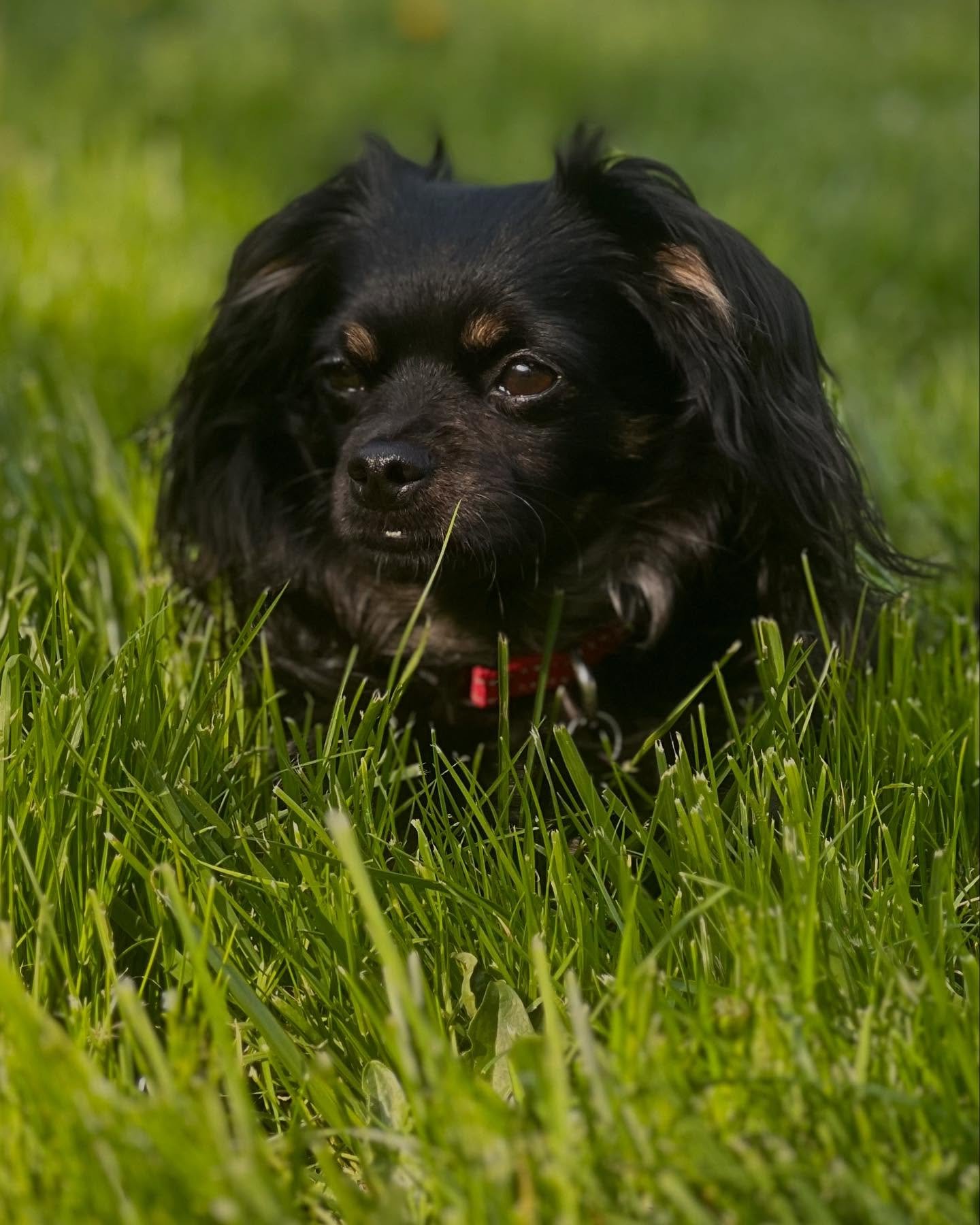 Happy 2nd birthday to Walter!!!