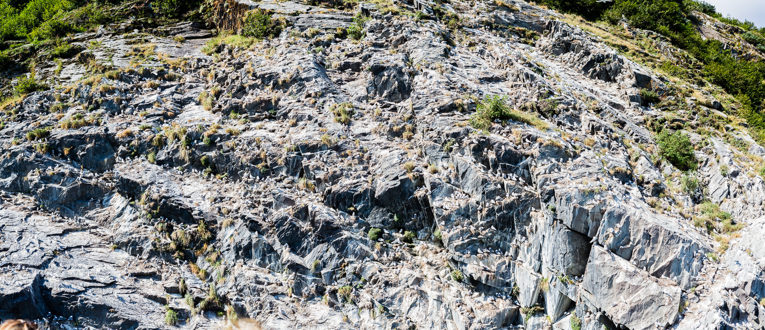 I took a similarly massive panorama of this rock face that was absolutely covered with gulls. The noise was absurd. (DSLR)