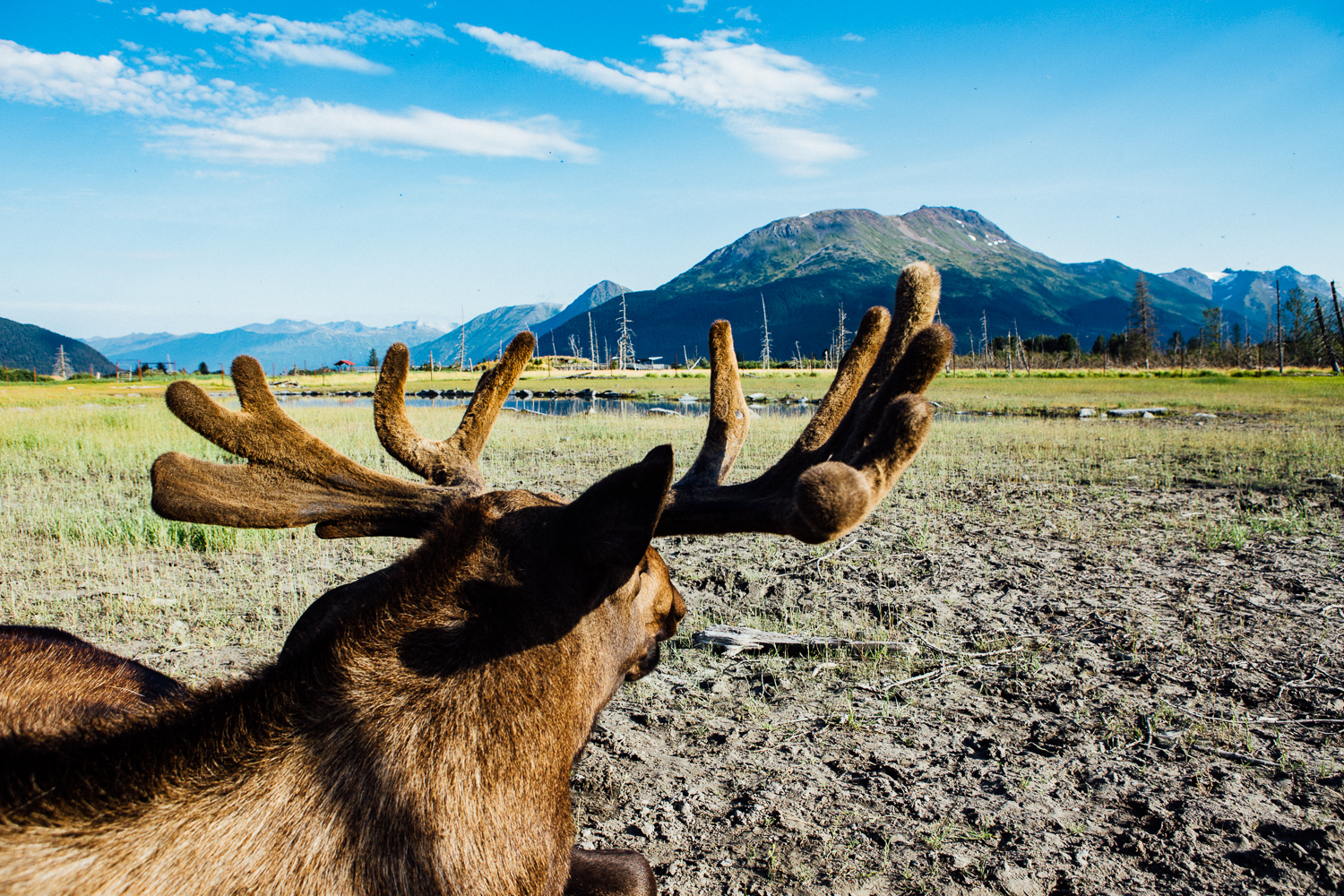 They don't joke around about wildlife in Alaska. I was really close to this moose. (DSLR)
