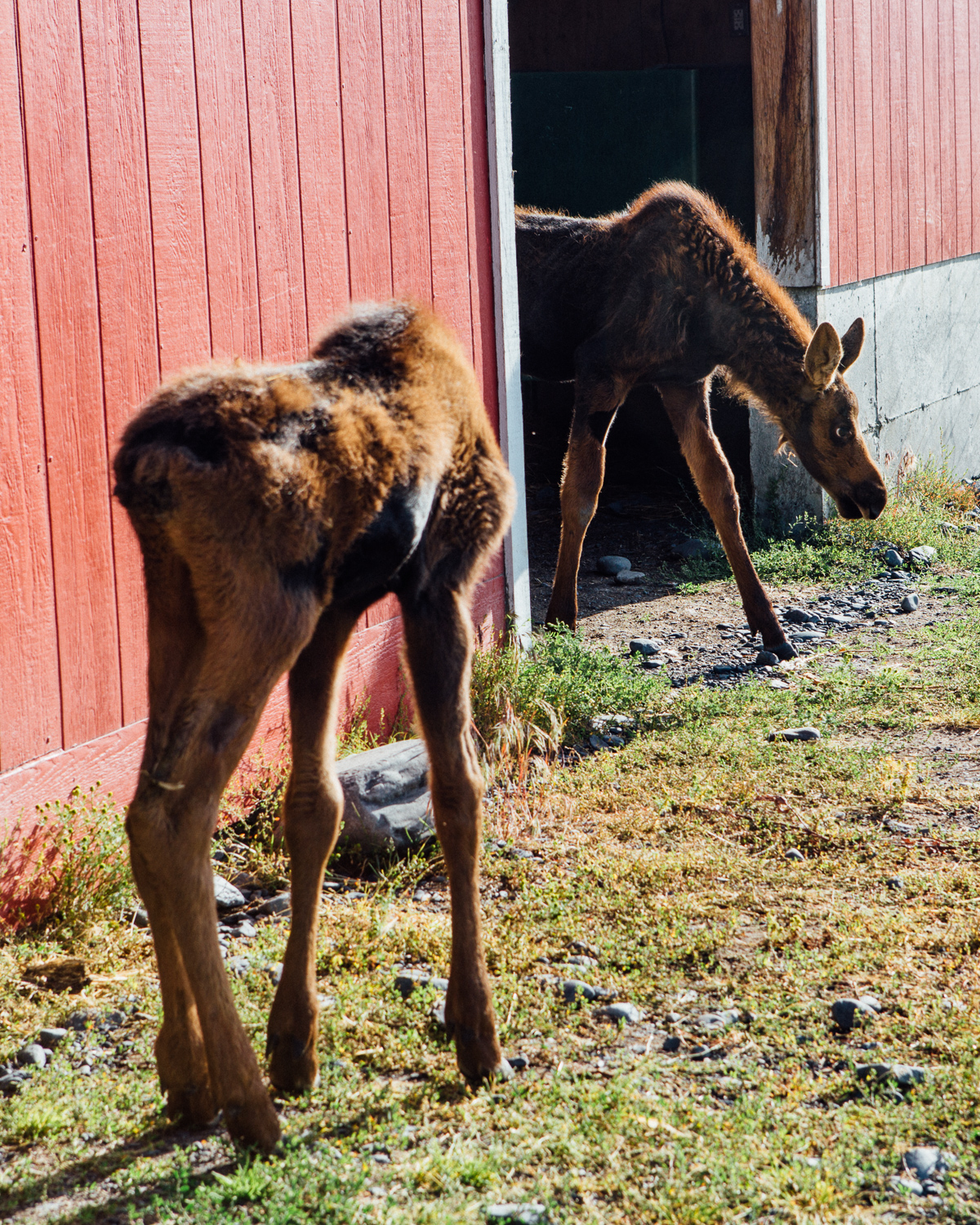There were also some baby moose which were relentlessly adorable. (DSLR)