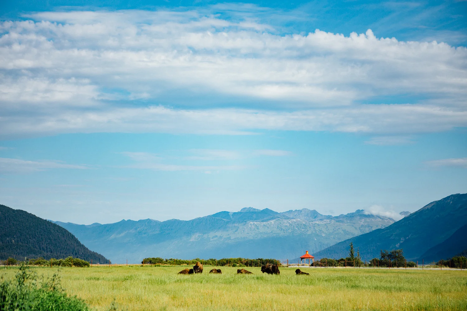 This family of wood bison were chilling out and made me wish I had lugged a giant zoom lens with me. (DSLR)