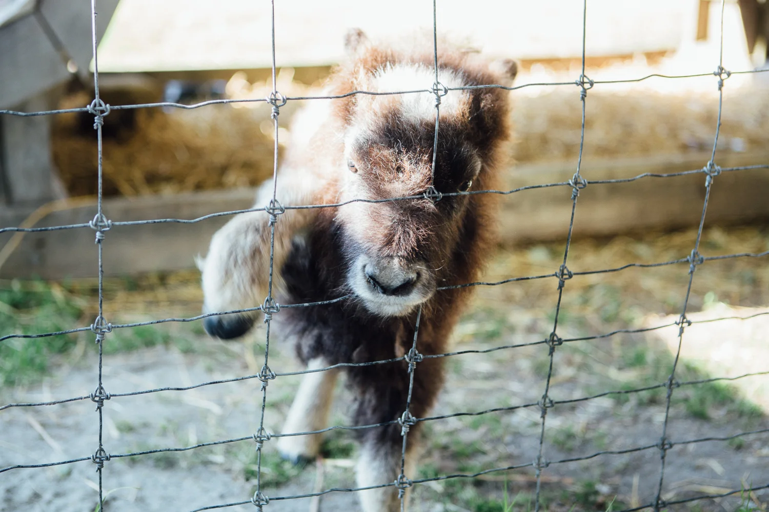 This baby musk ox tried hard to get into my backpack and come home to New York. He didn't make it, but I wish he did. (DSLR)