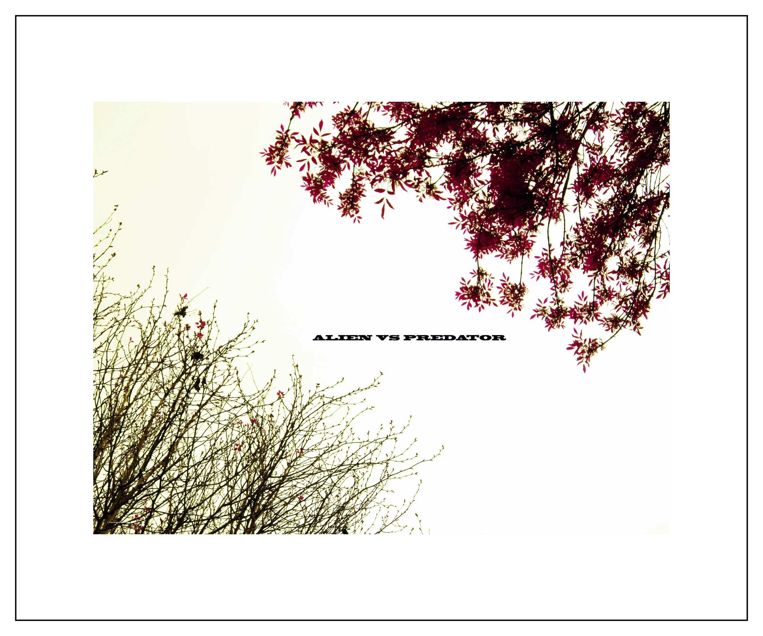 ALIEN VS PREDATOR