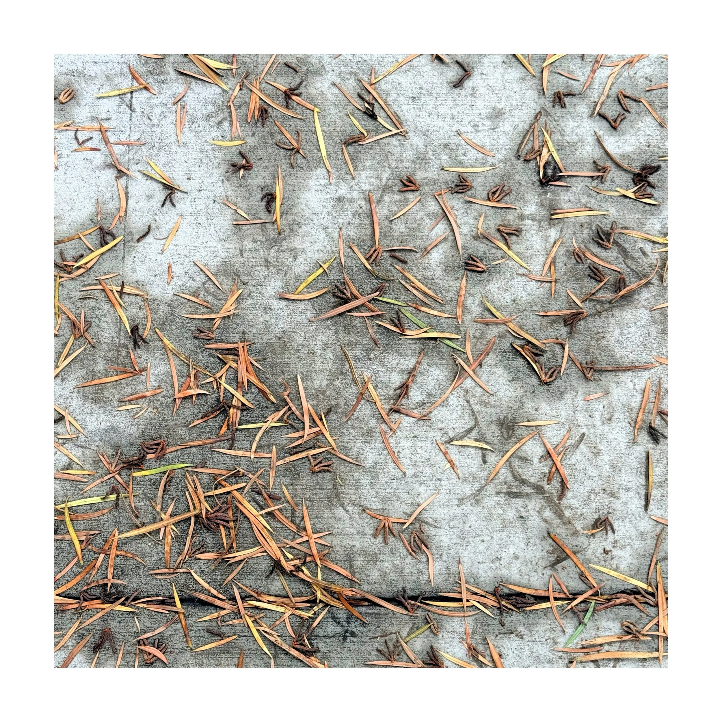 "ALFRED HITCHCOCK'S THE BIRDS" TRIBUTE