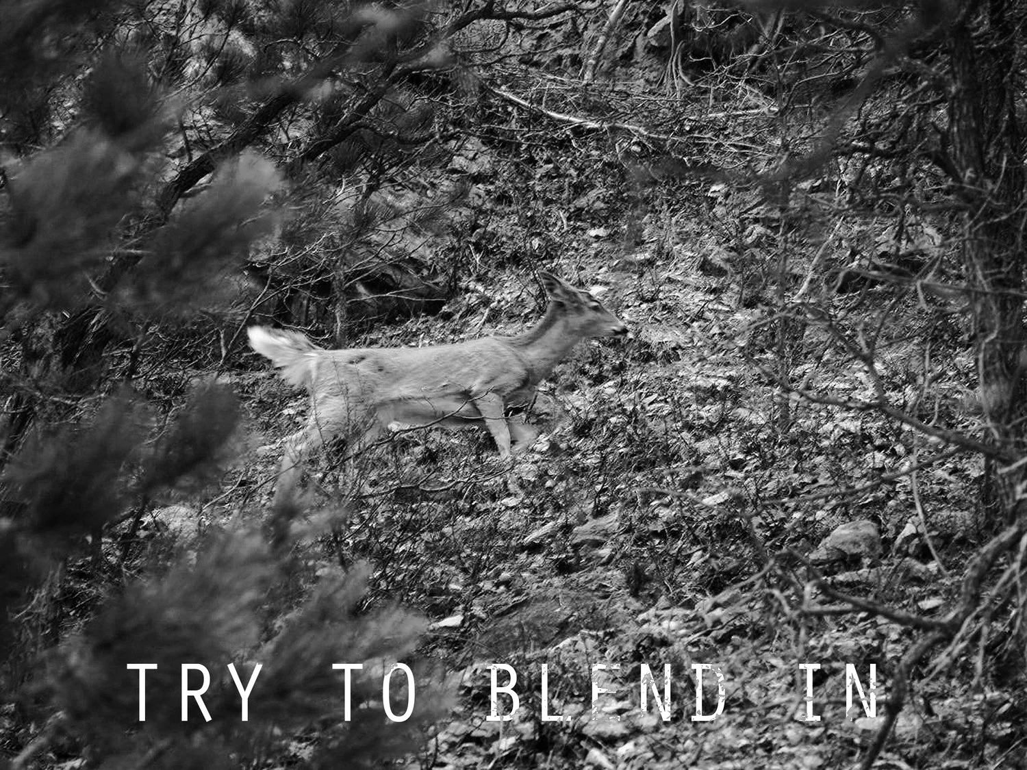 Try+To+Blend+In.jpg