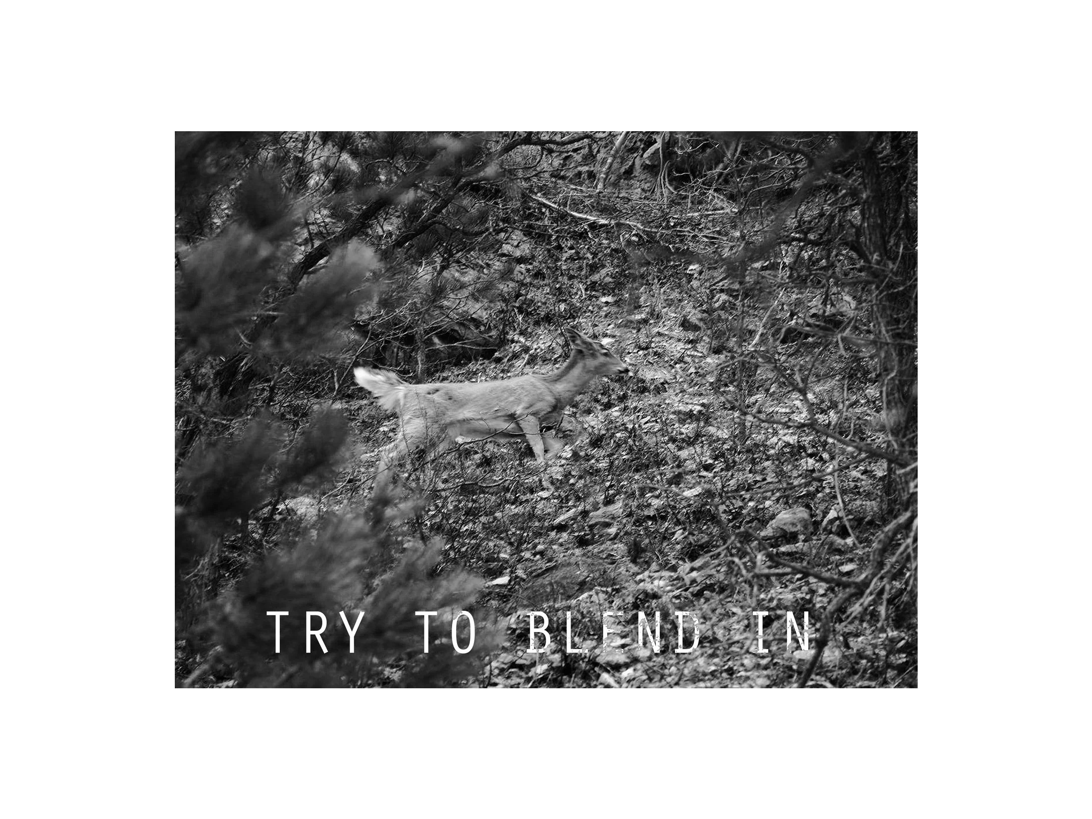 Try+To+Blend+InXtraBrdr.jpg