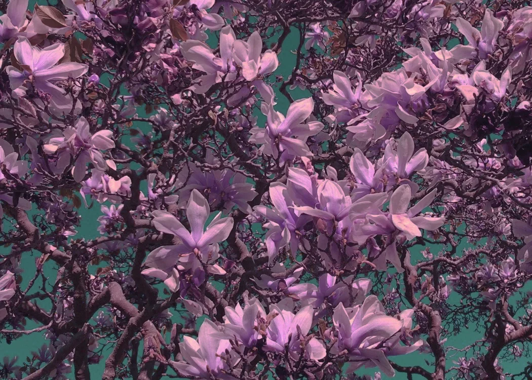 high on flowers un .jpg