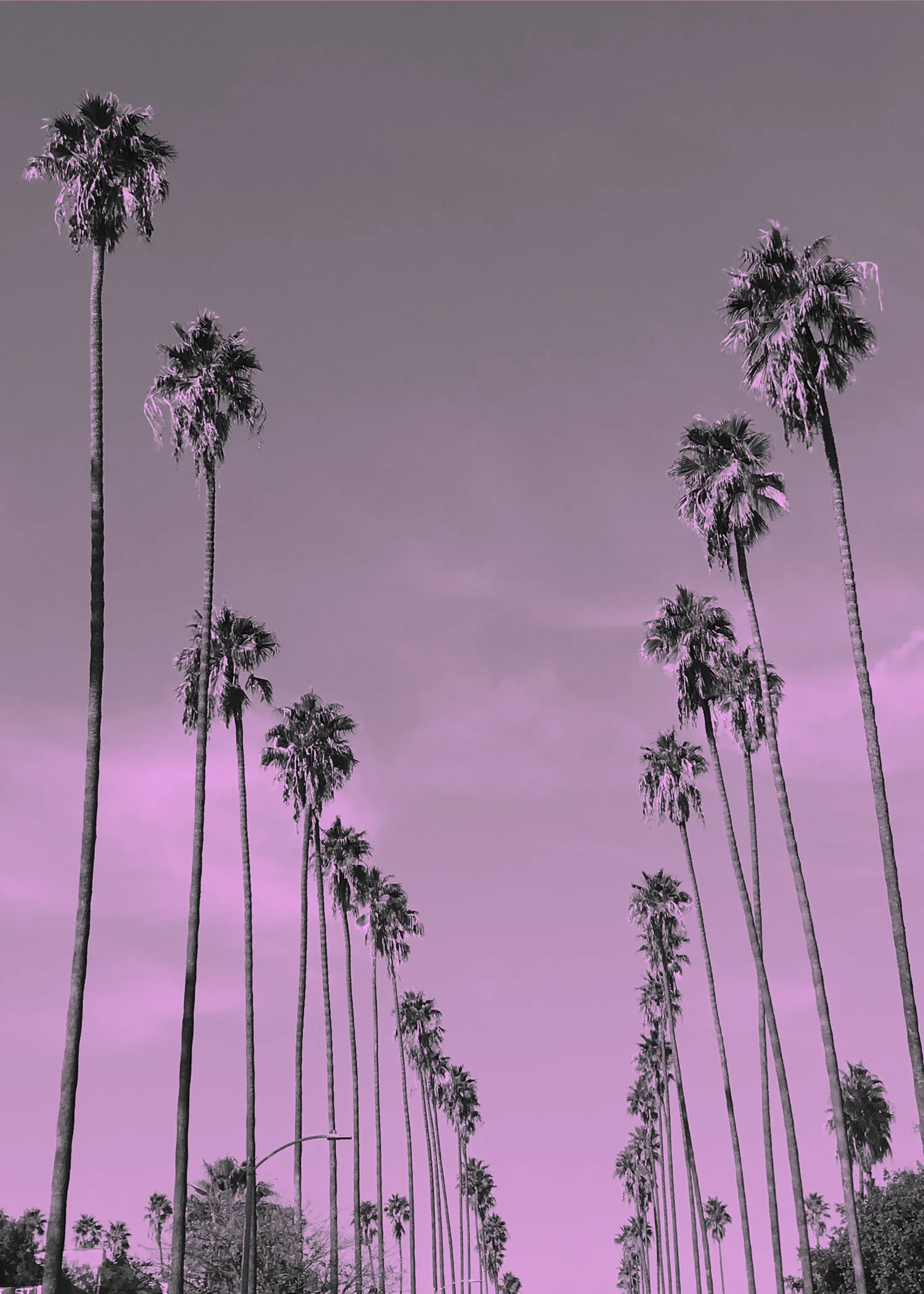 the tropics.jpg