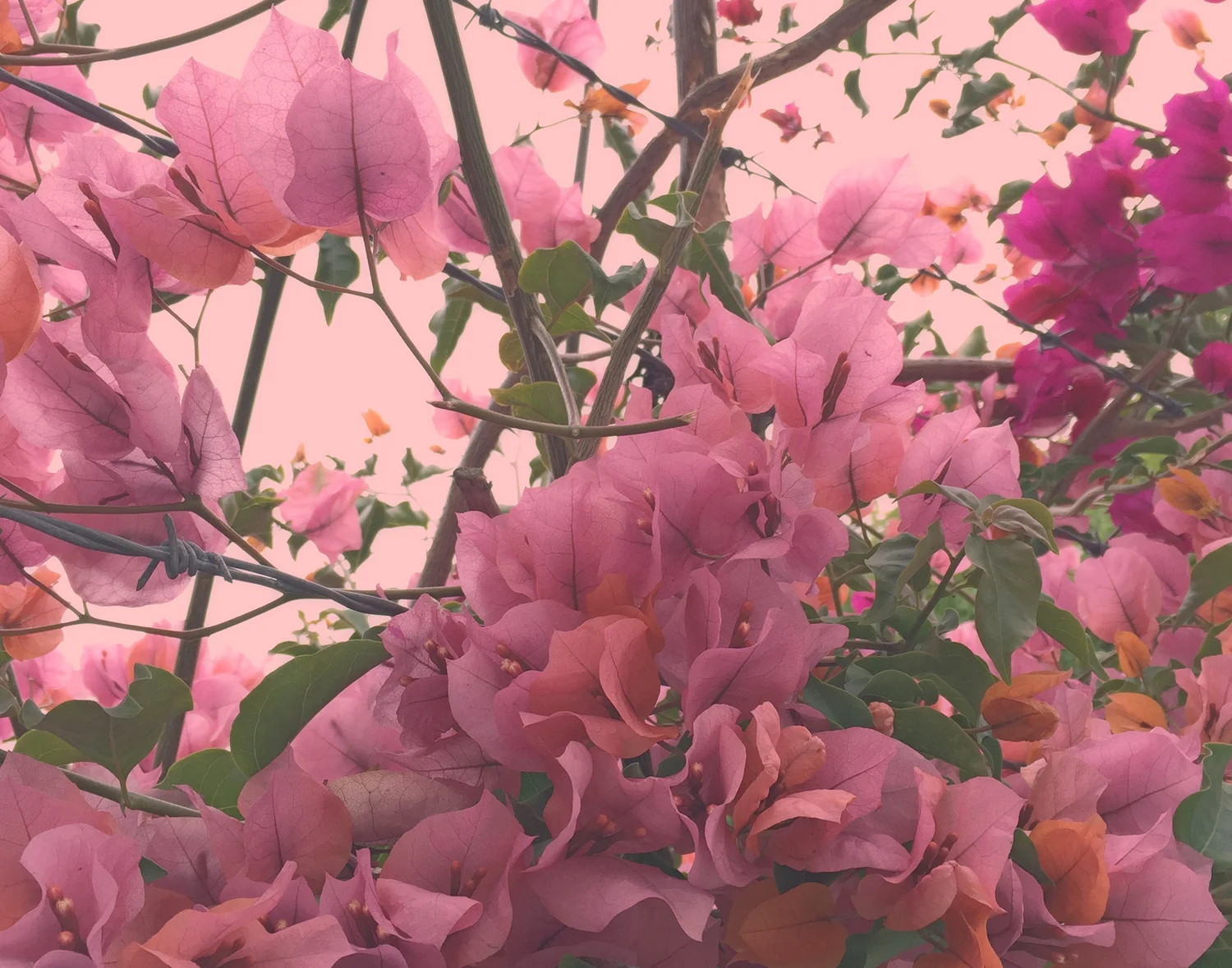 high on flowers trois.jpg