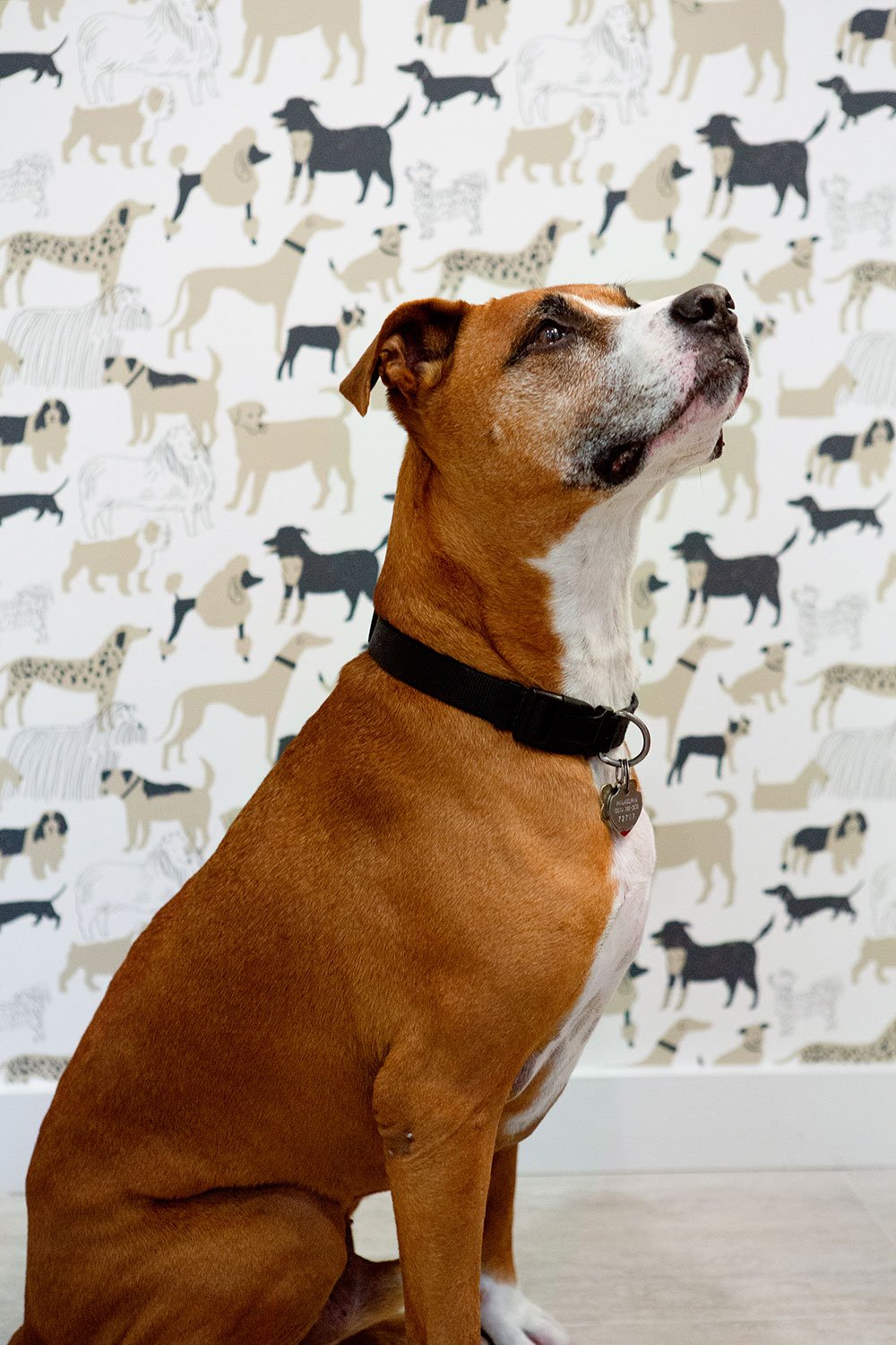 Dog in front of dog wallpaper.