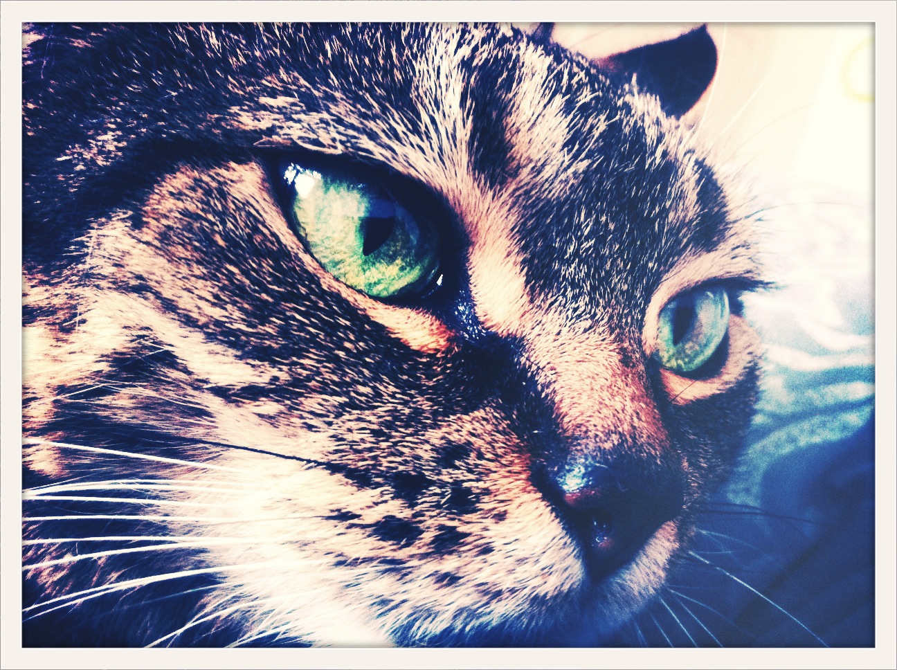 This is Pepper, my cat who hates everyone except people who hate cats.