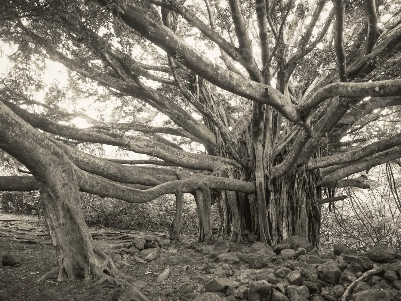 Hawaii 2-2-79-Edit.jpg