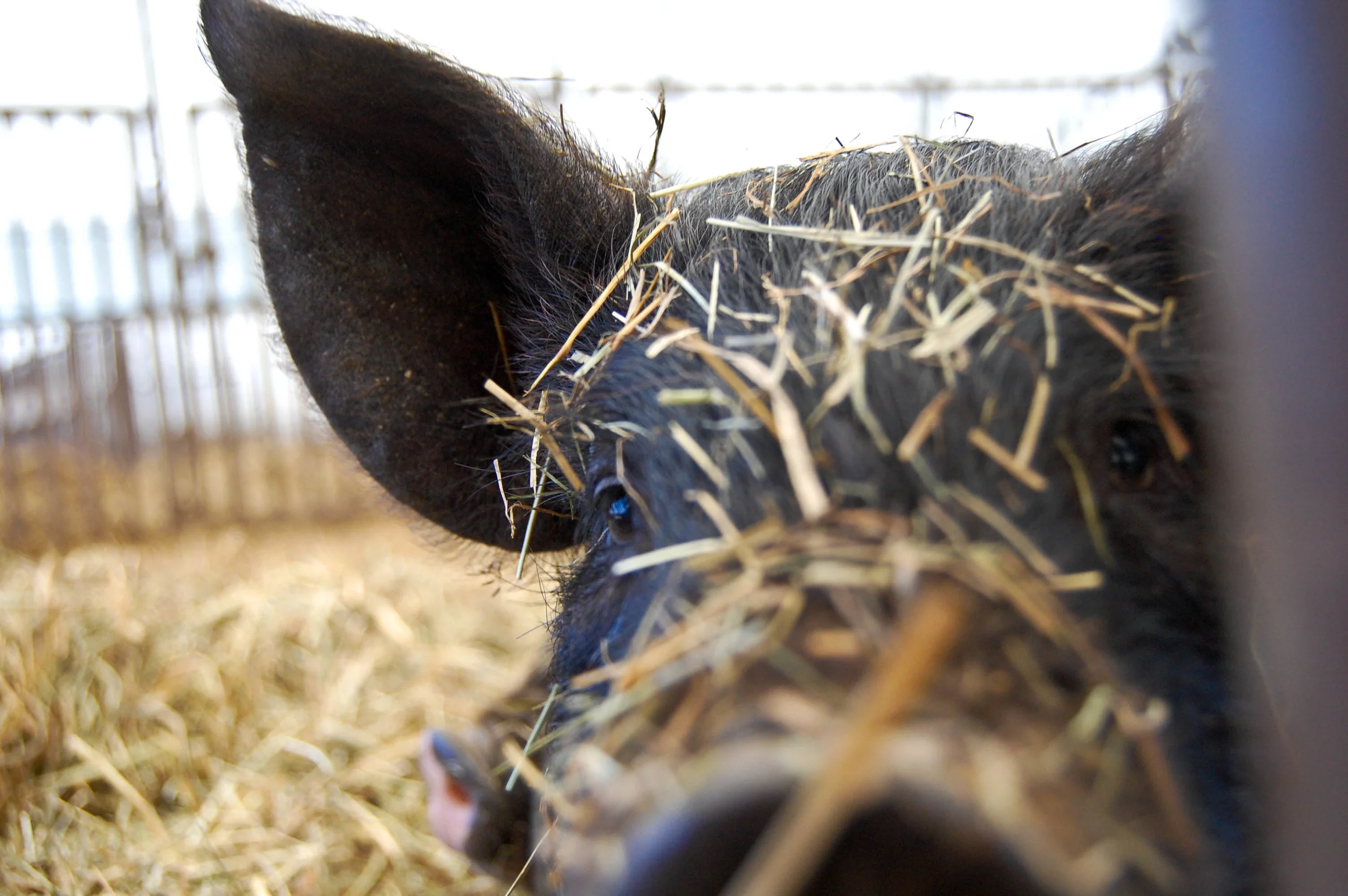 bacon seed