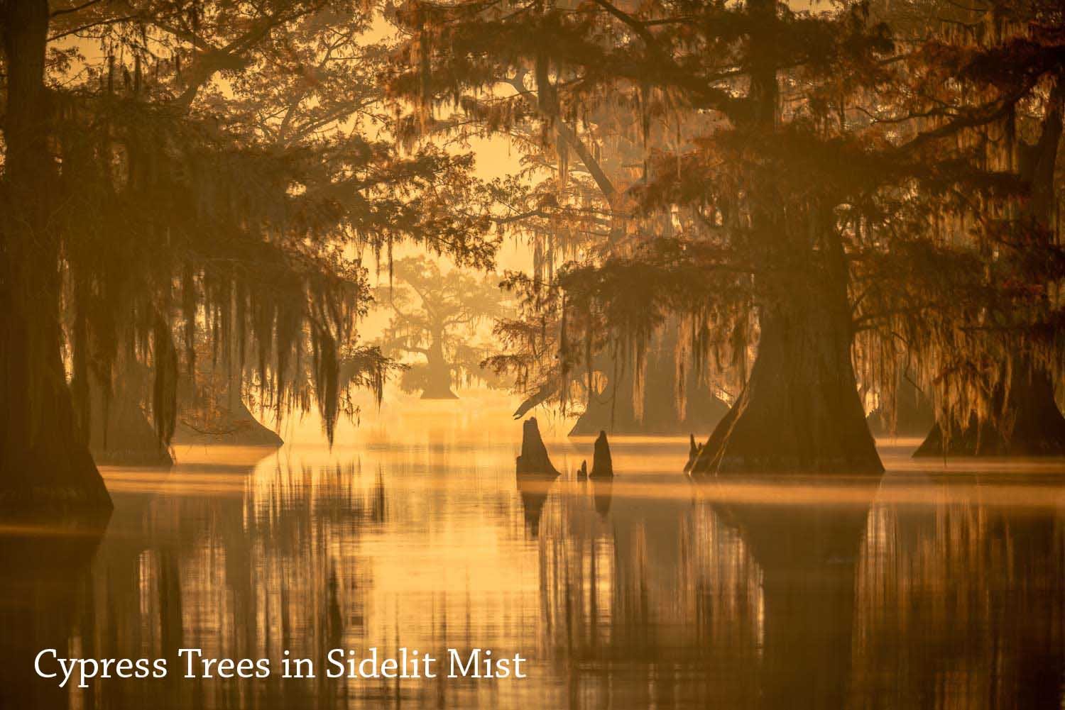 Louisiana vs. Caddo Lake Photo Tours: What Sets Them Apart