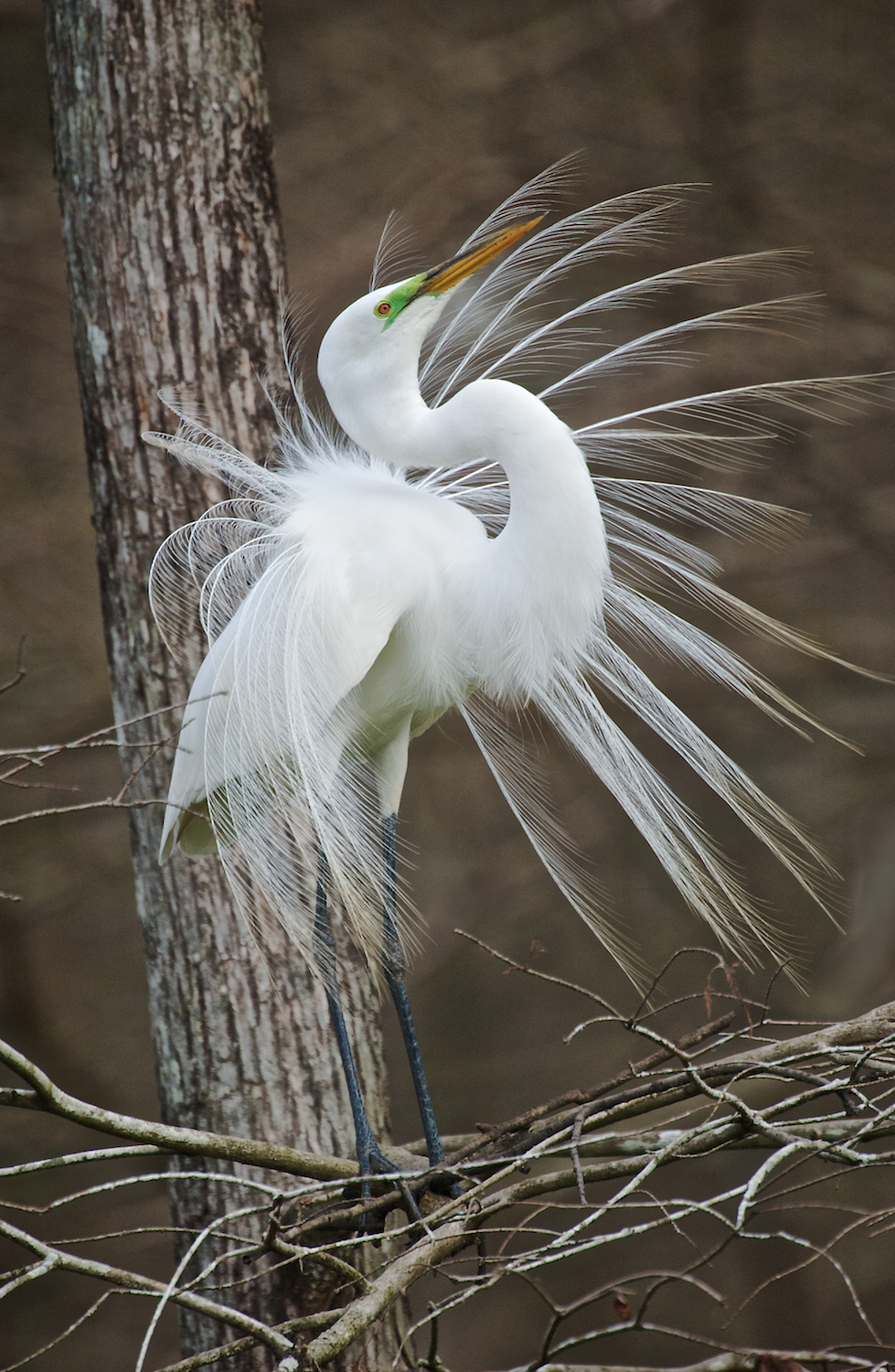 Great Egret Mating Display