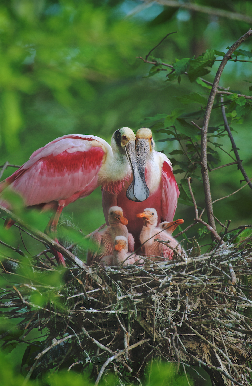 Roseate Spoonbill Family