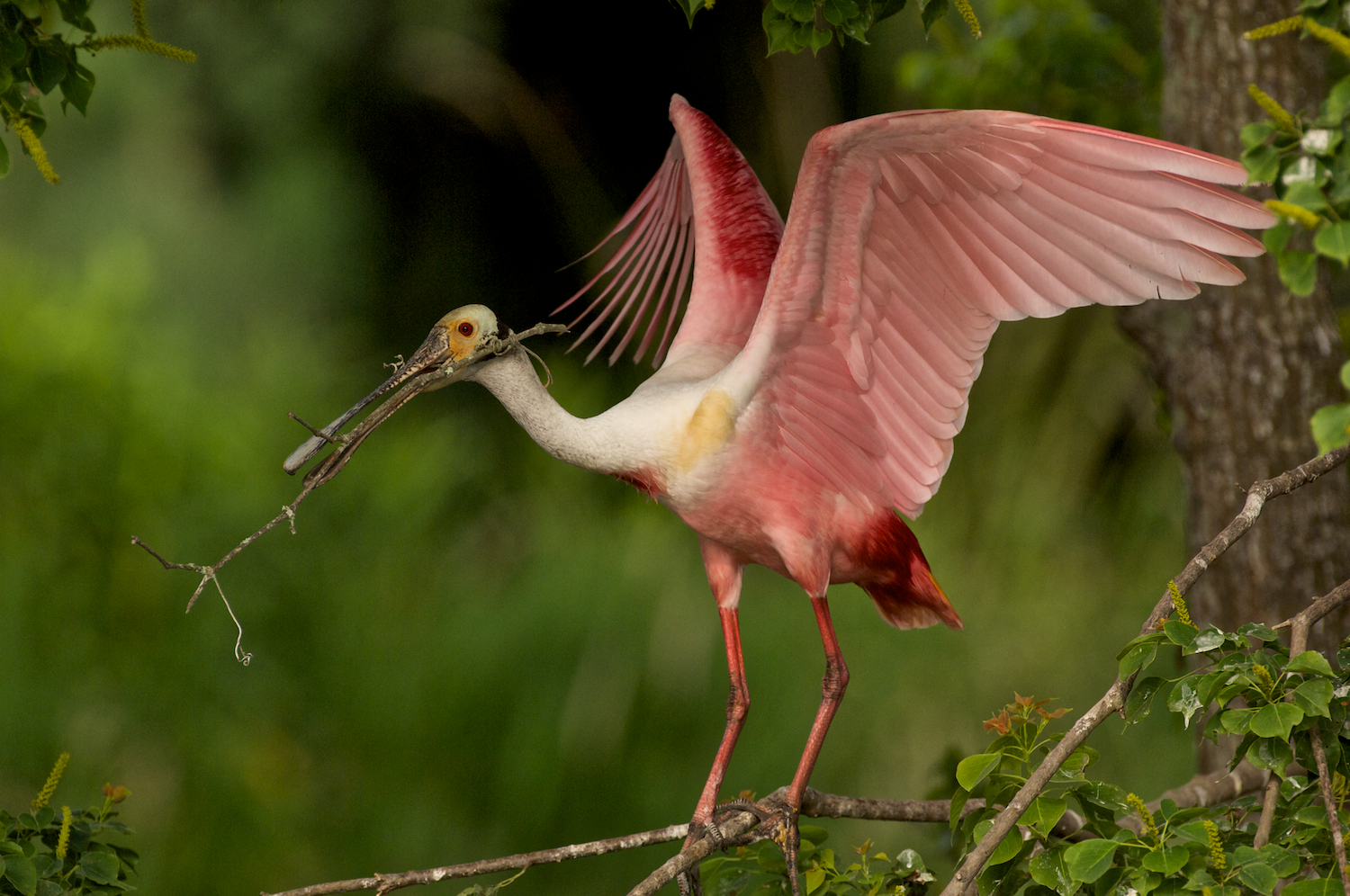 Roseate Spoonbill Collecting sticks