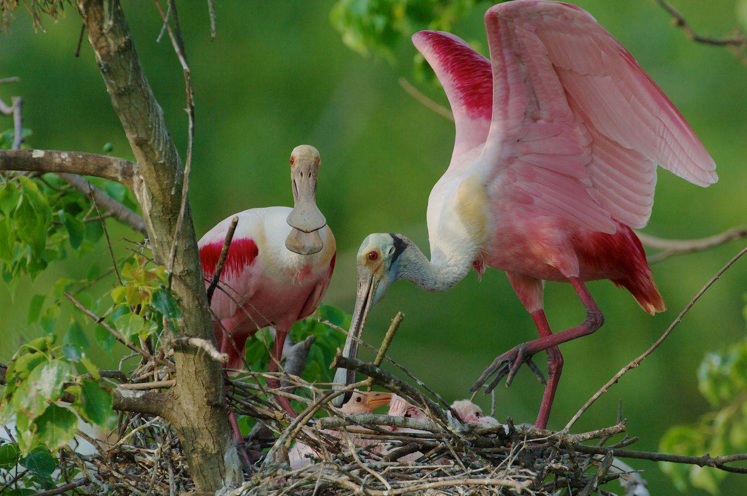 Roseate Spoonbills tending chicks