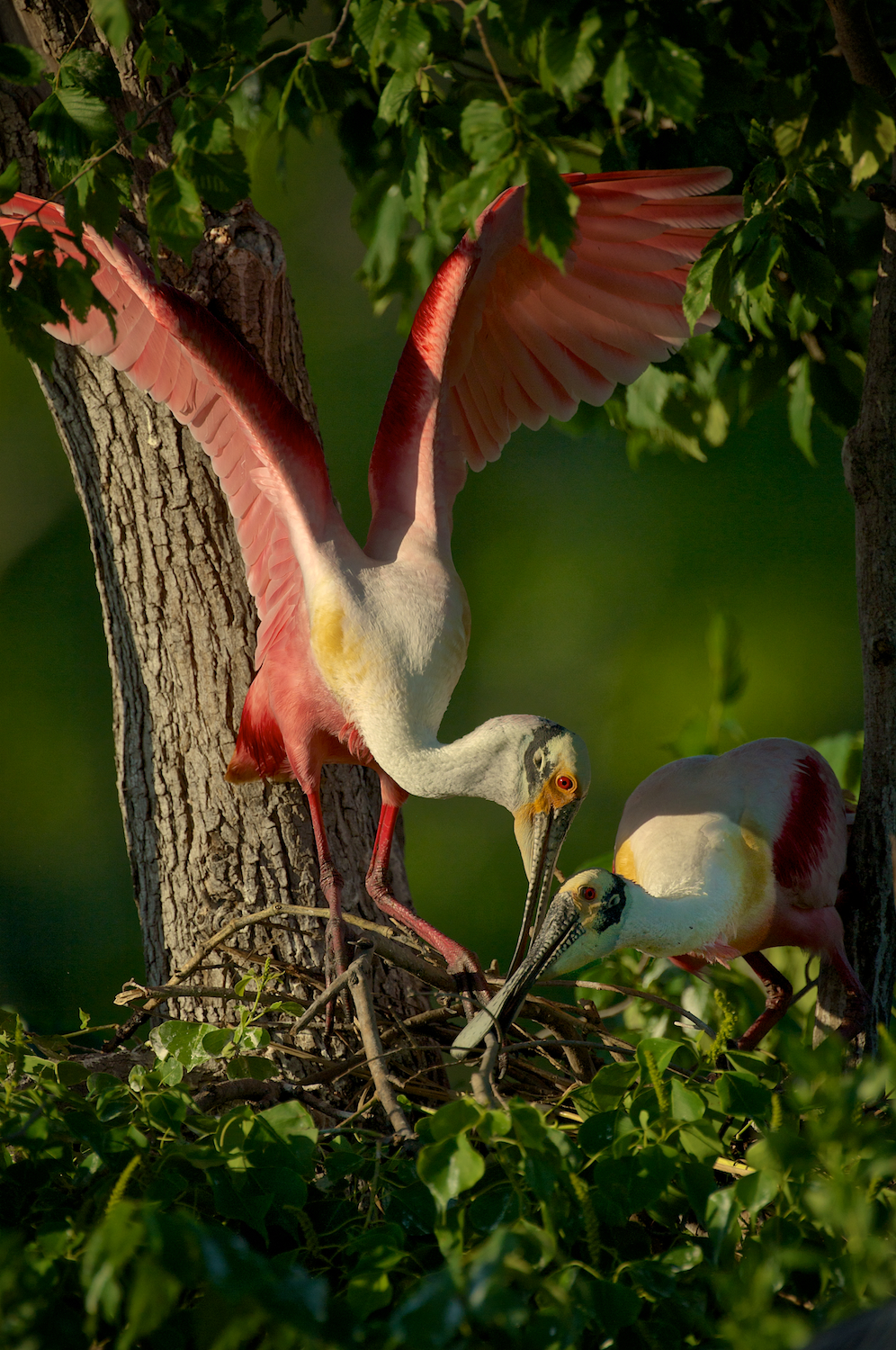 Roseate Spoonbills building a nest