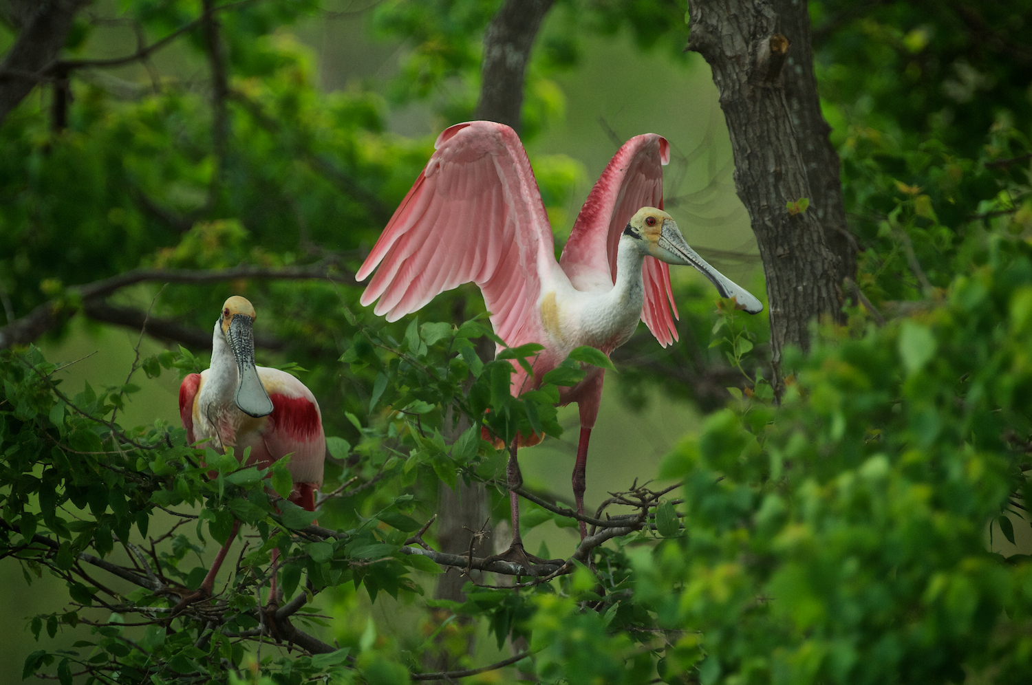 Roseate Spoonbills