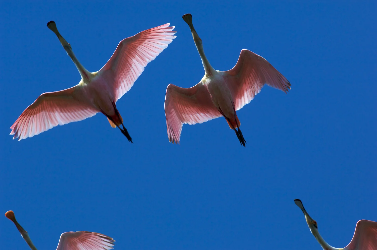 Roseate Spoonbills overhead