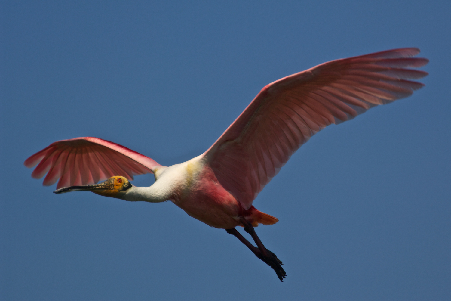 Roseate Spoonbill in Flight