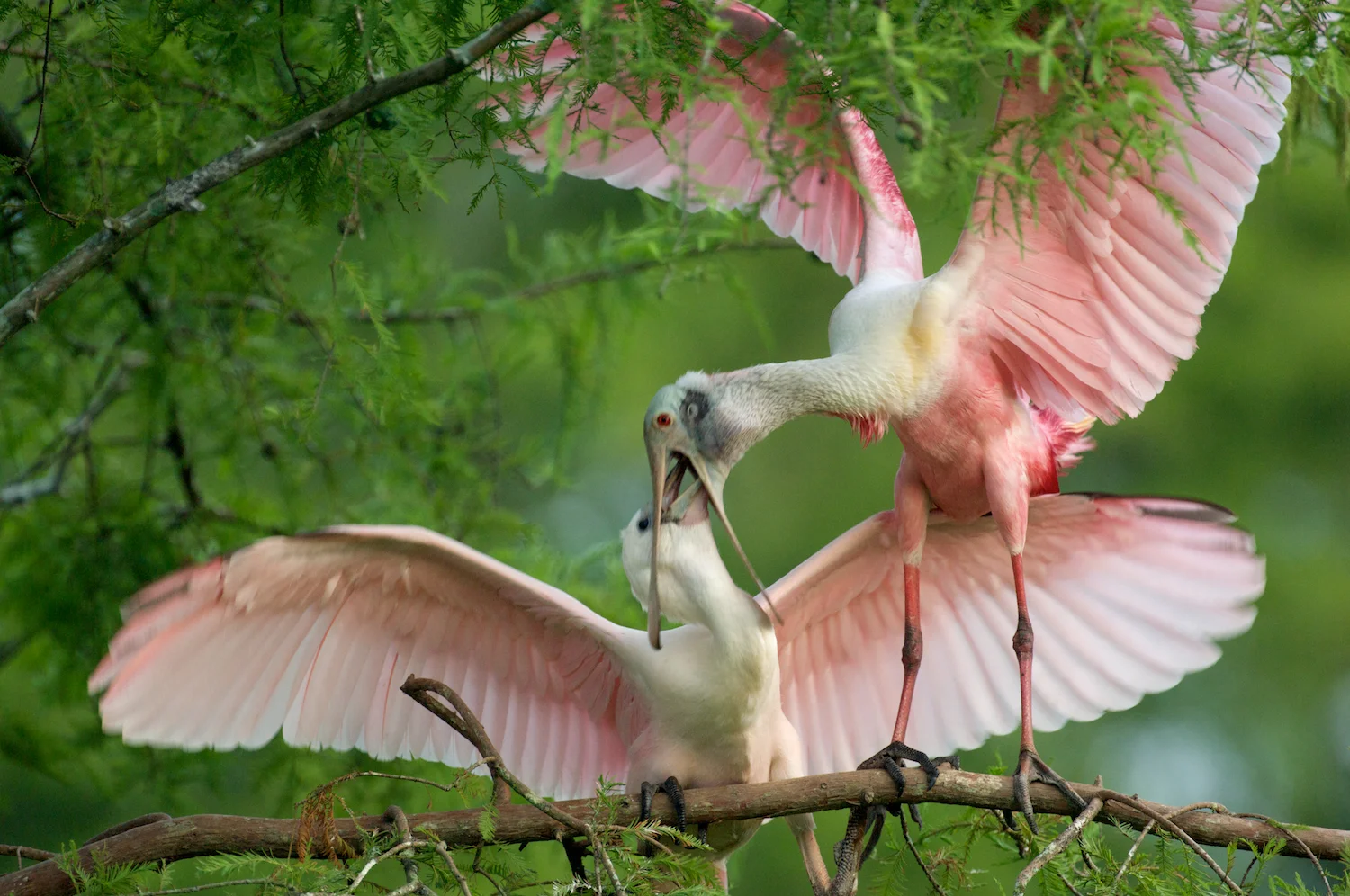 Roseate Spoonbill Feeding Chick