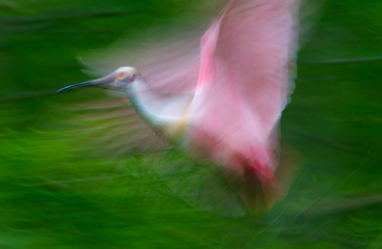 Roseate Spoonbill - Motion Blurr