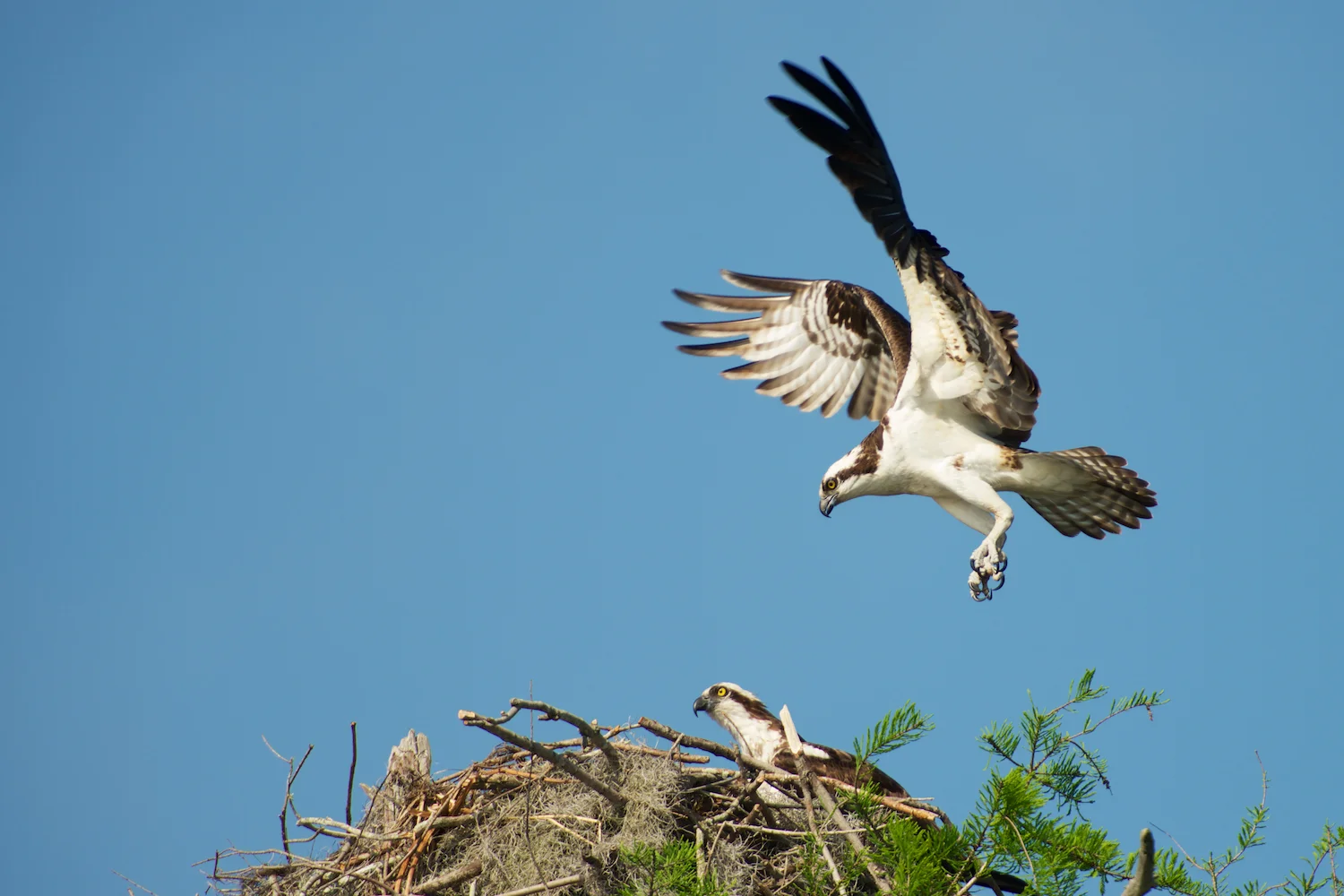 Osprey Landing by his mate - Atchafalaya Basin