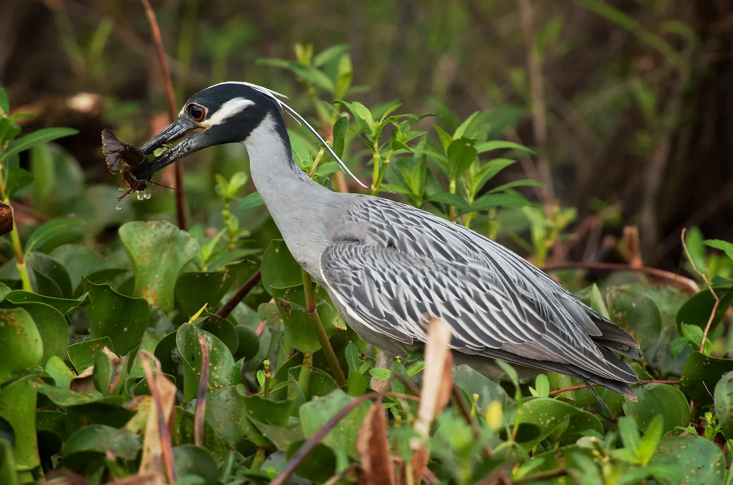 Yellow Crowned Night Heron with Crawfish