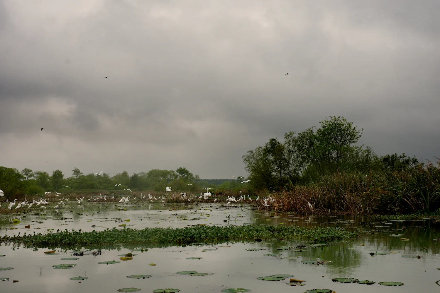 Millers Lake, birds foraging for food