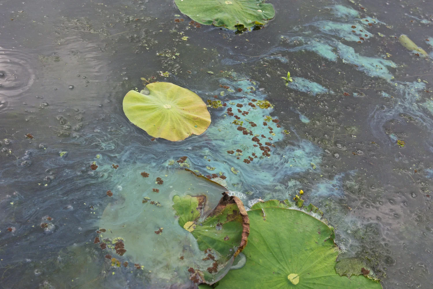 Suspected Blue Green Algae–Millers Lake