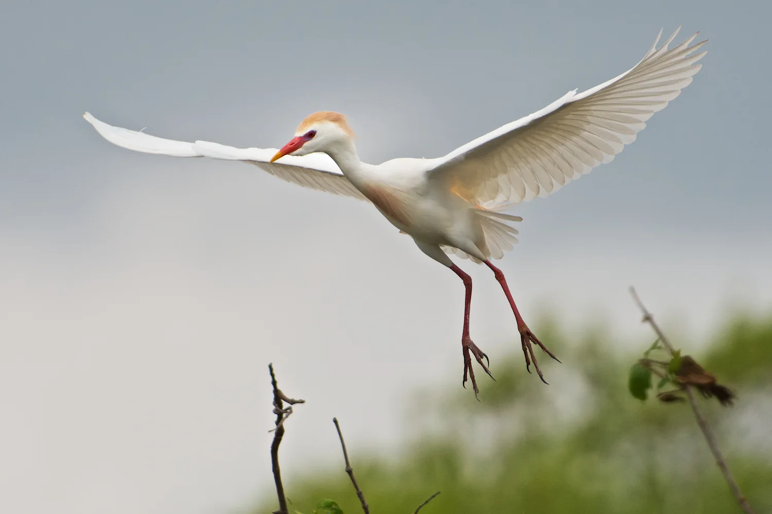 Cattle Egret Hovering