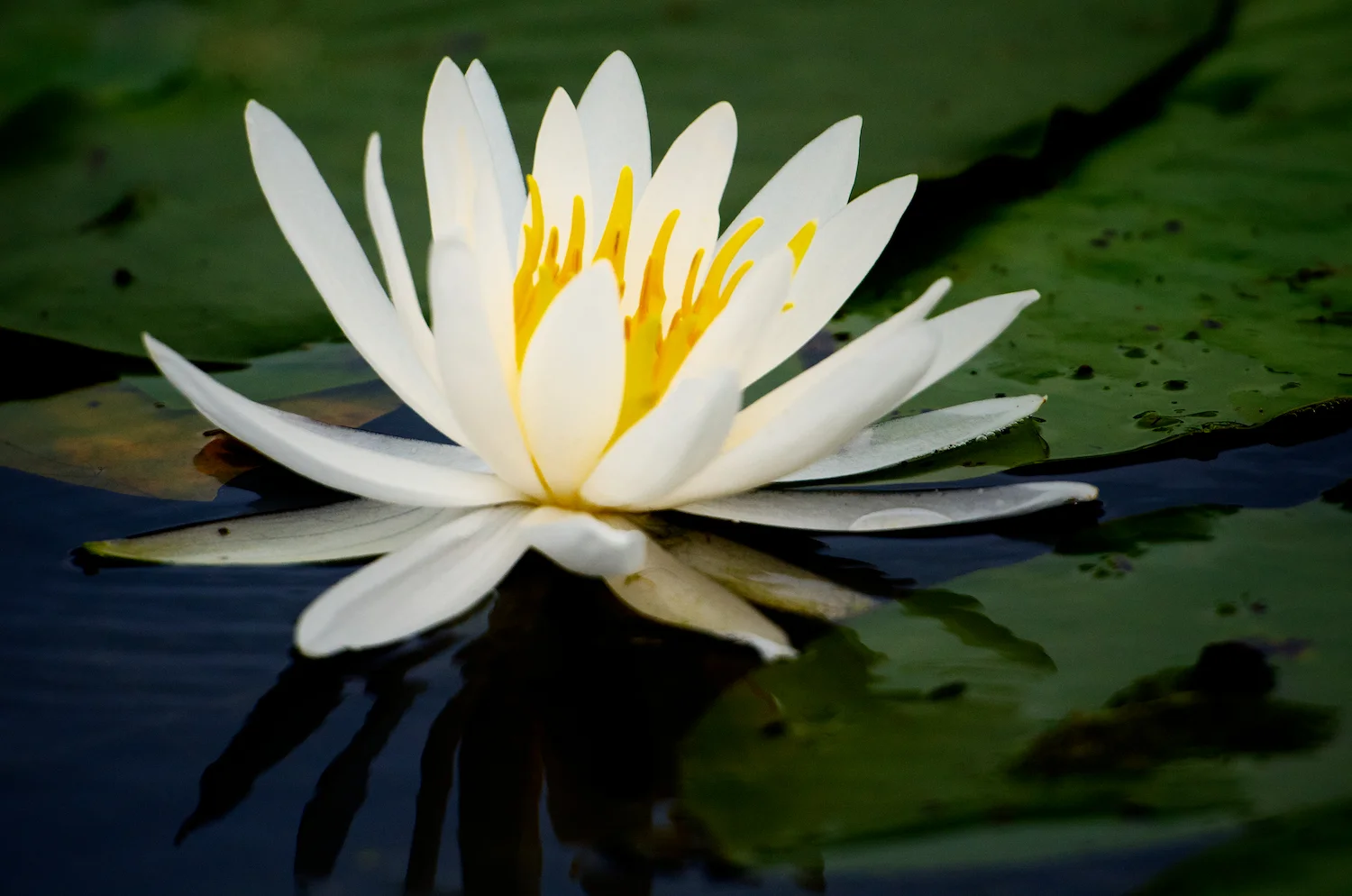 Lotus Blossum