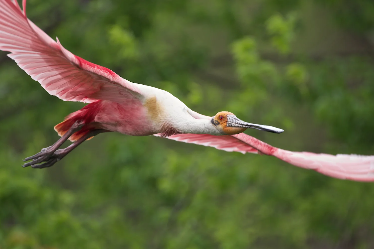 Roseate Spoonbill in Flight–Jefferson Island