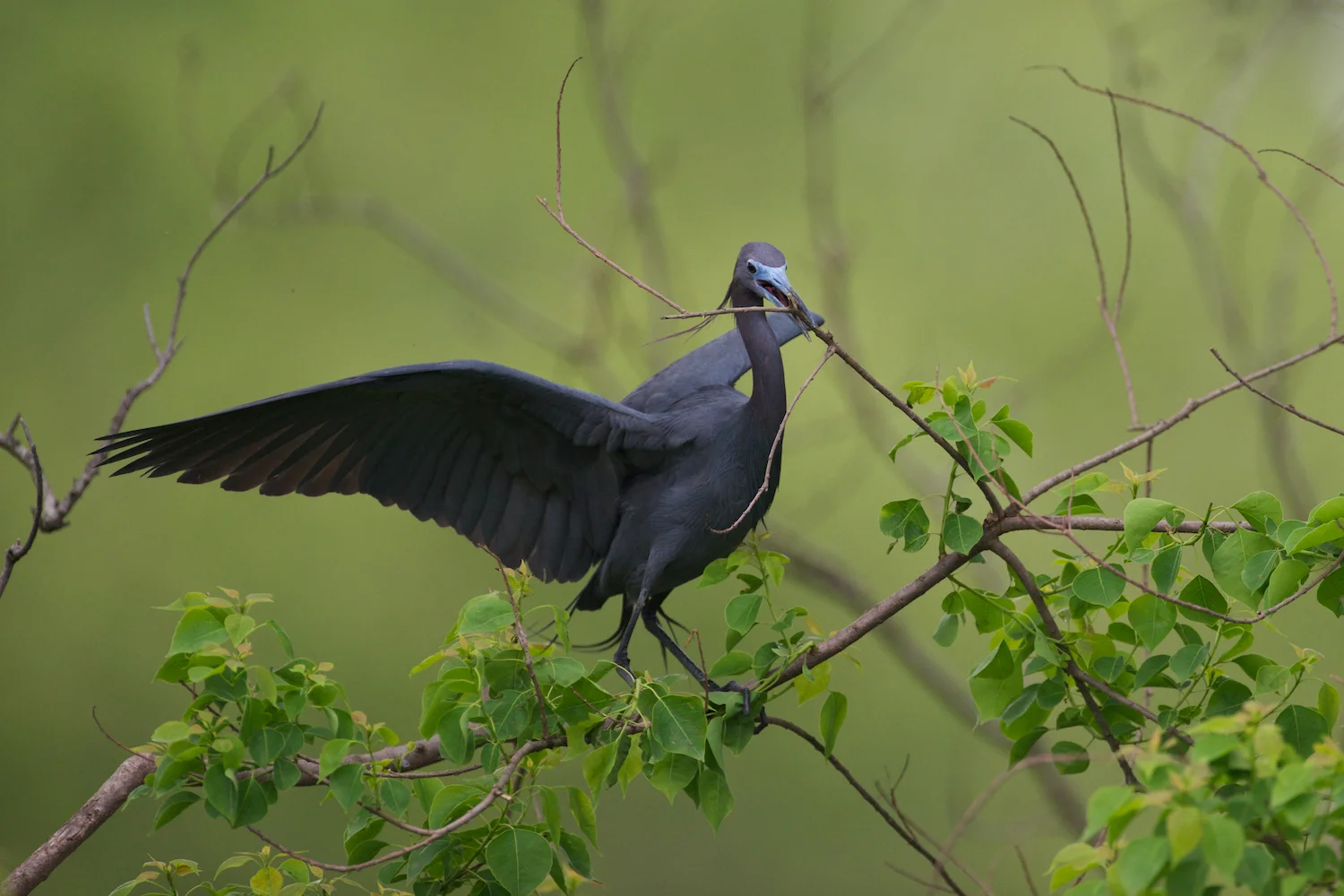 Little Blue Heron Collecting Sticks
