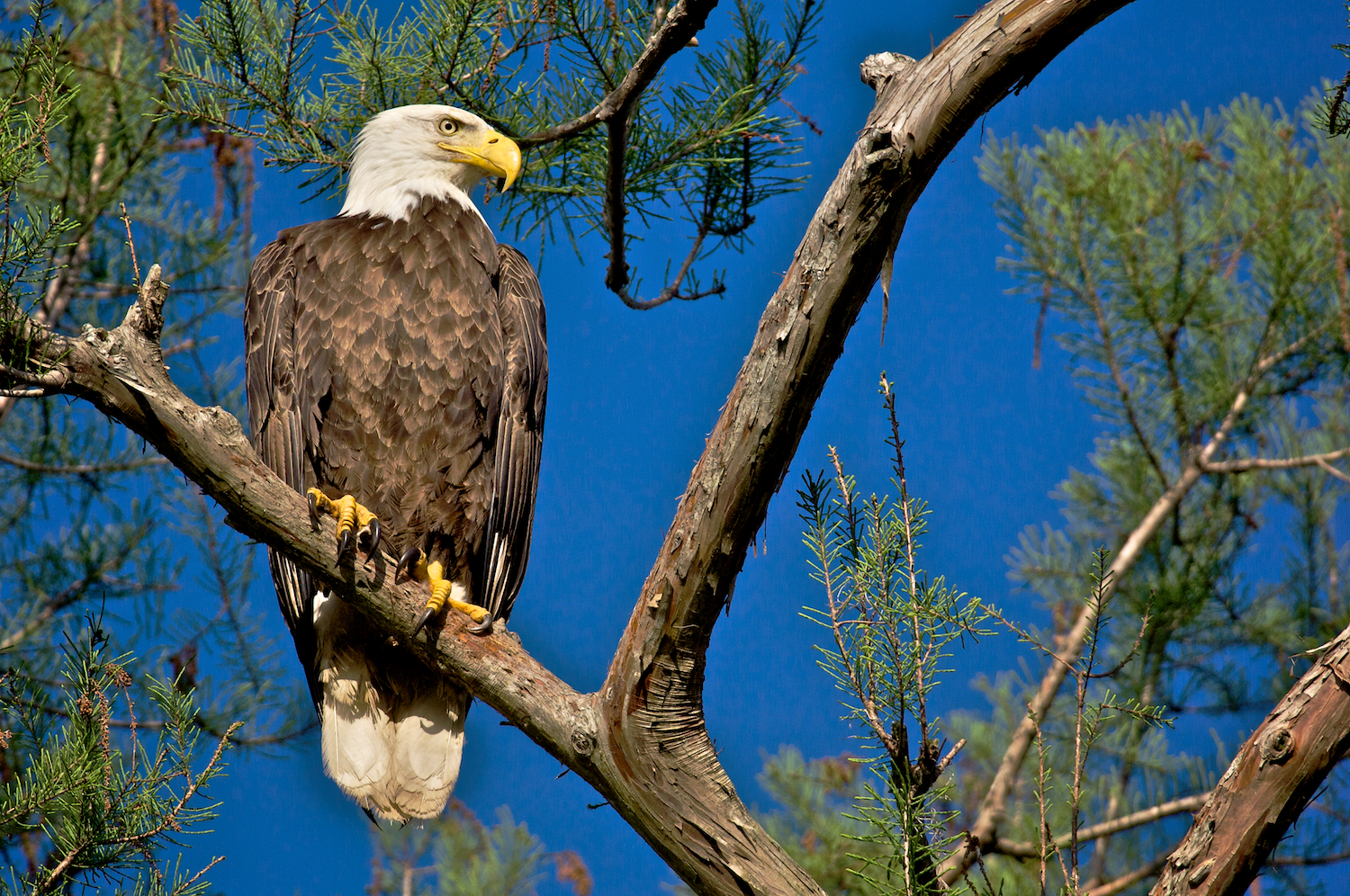 Bald Eagle