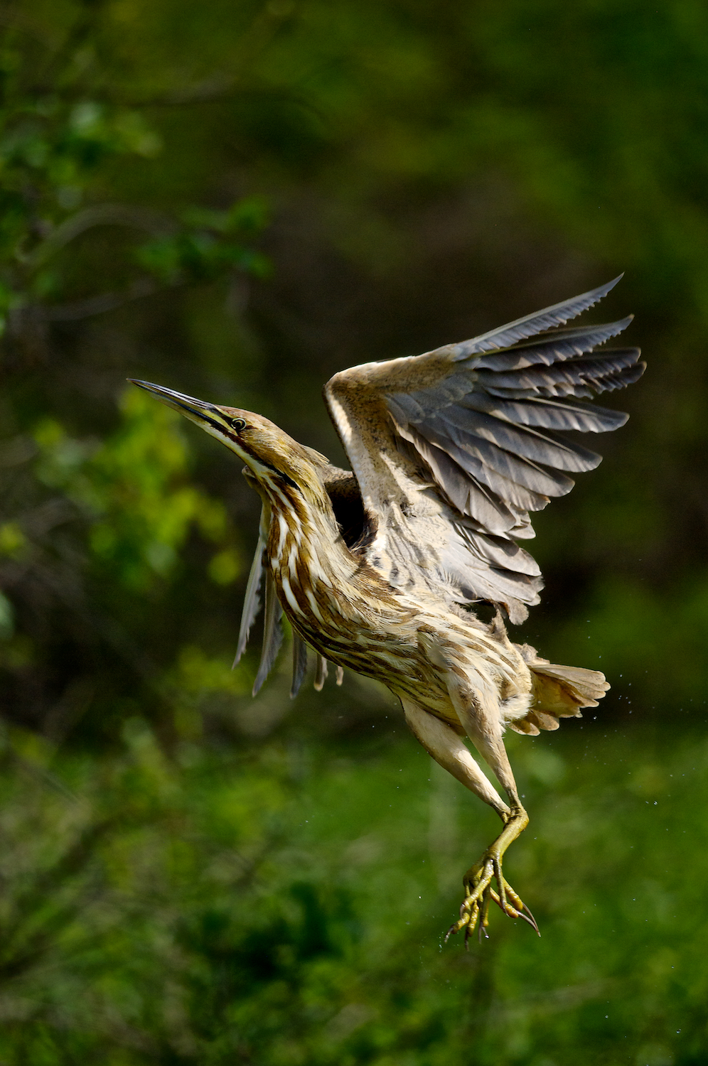 American Bittern