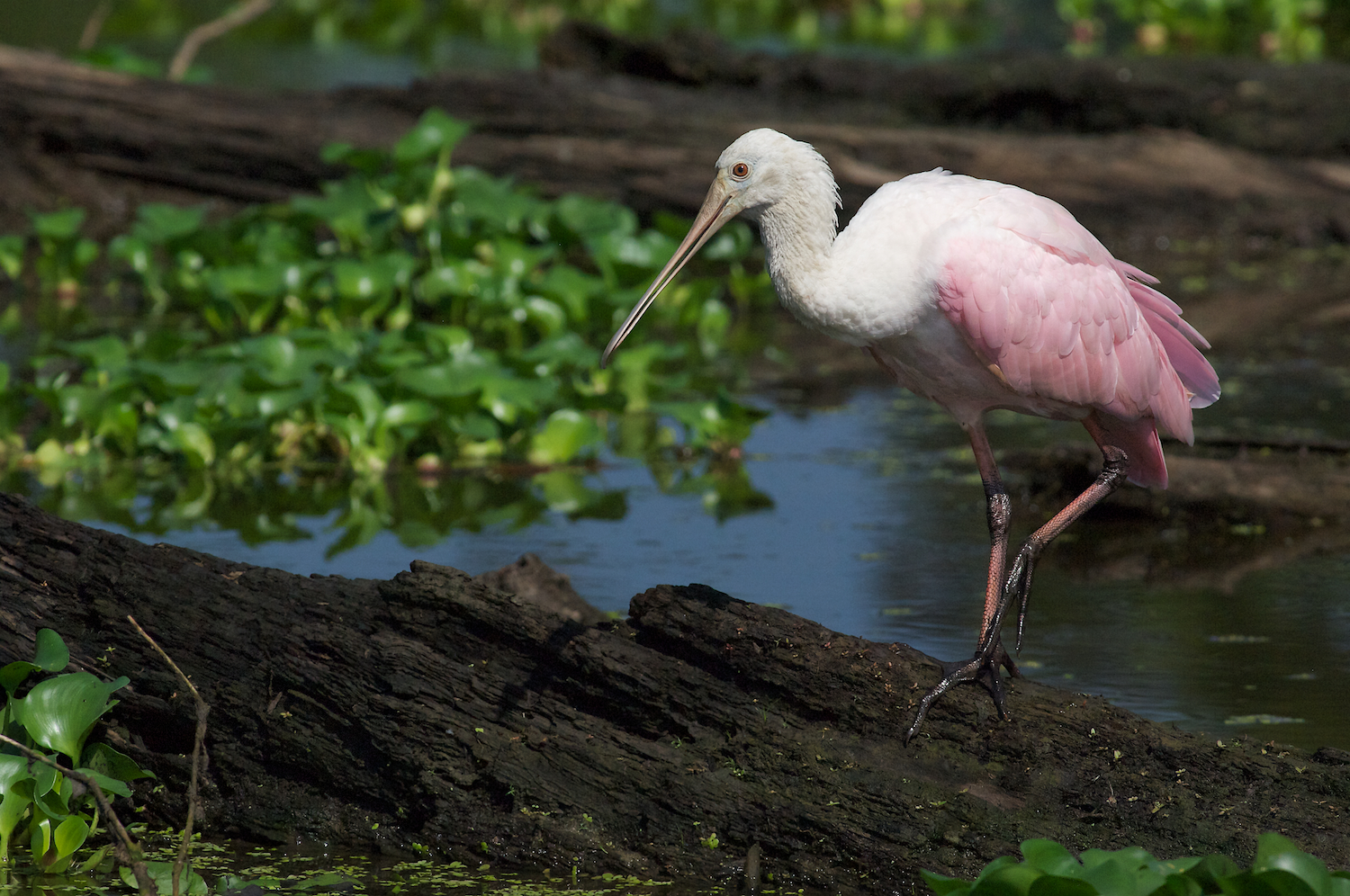 Roseate Spoonbill