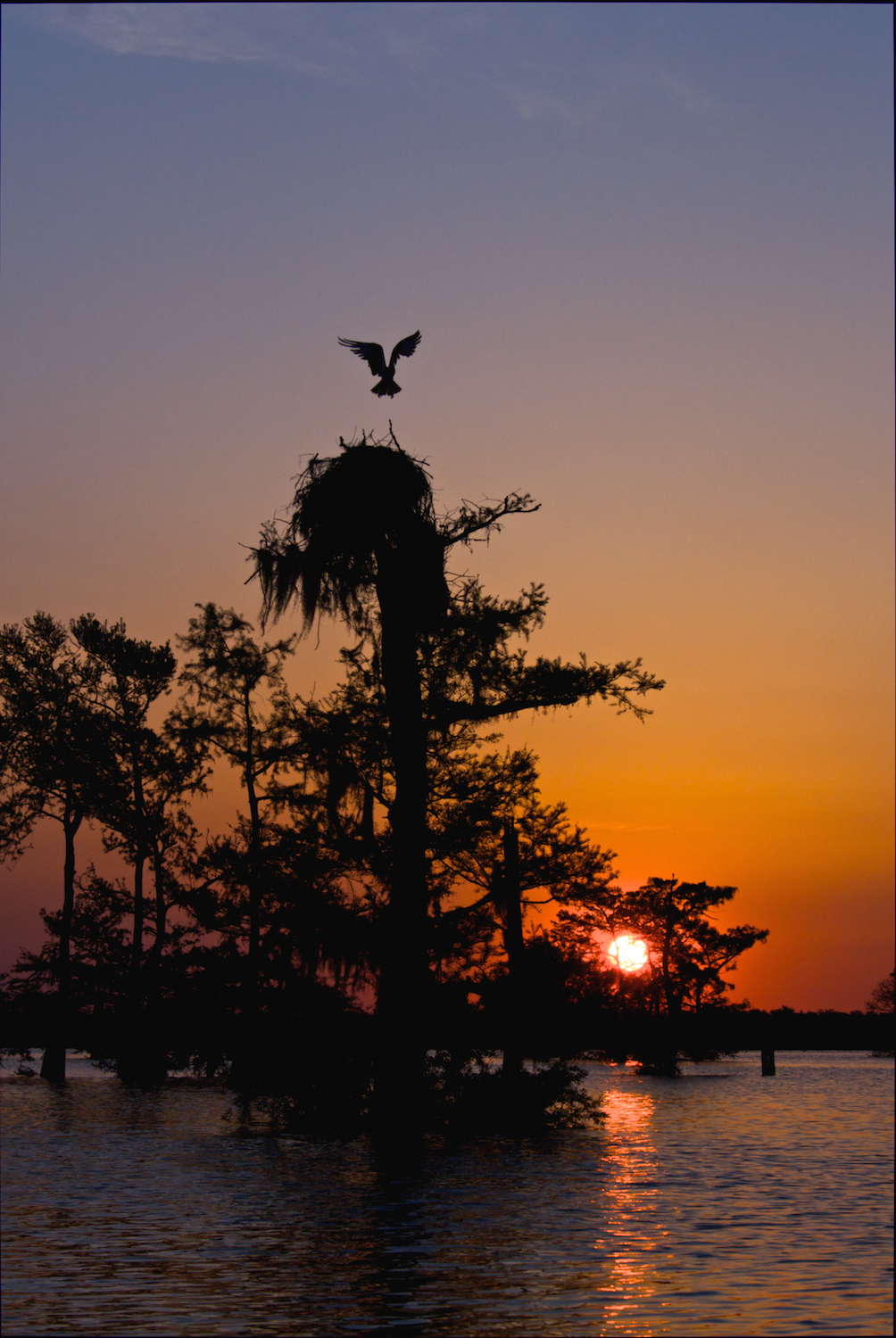 Osprey Landing at Sunrise
