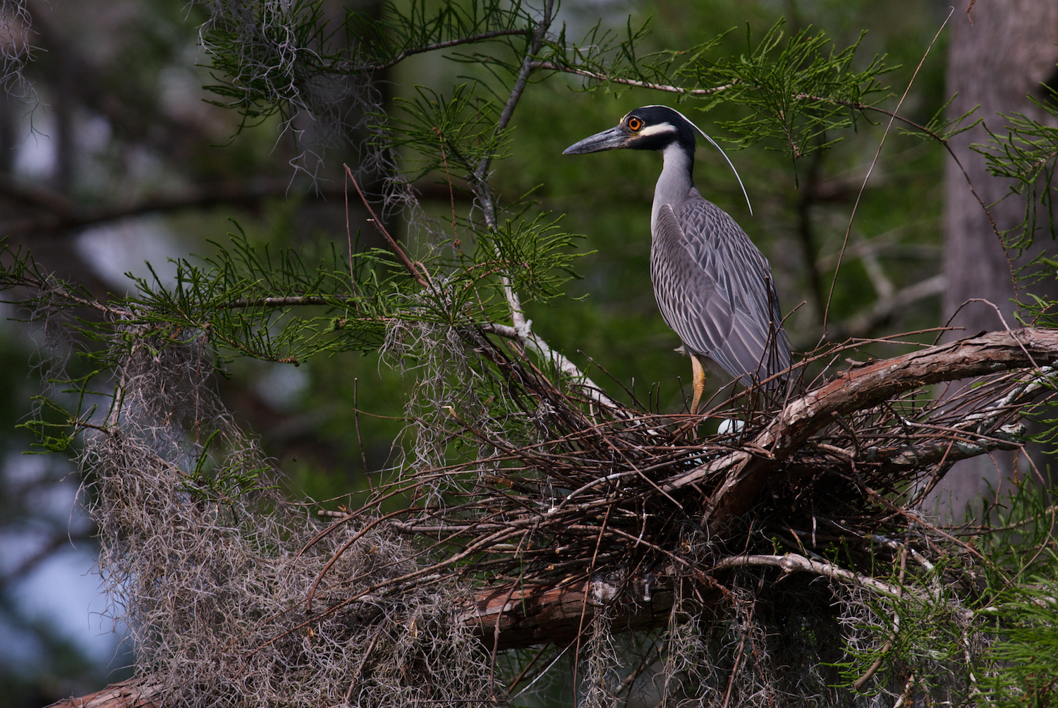 Yellow Crowned Night Heron on Nest