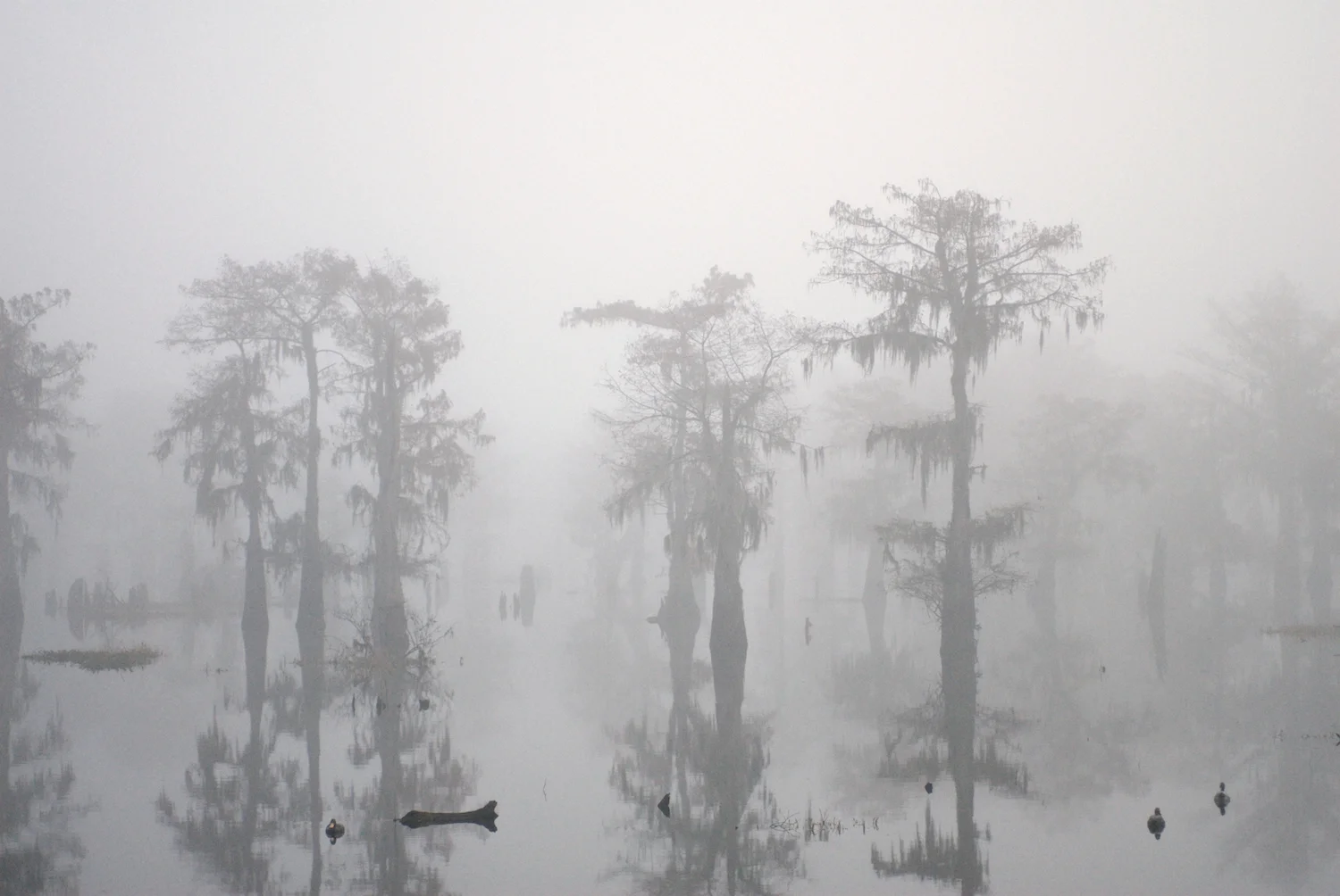 Foggy Fall Cypress Scene