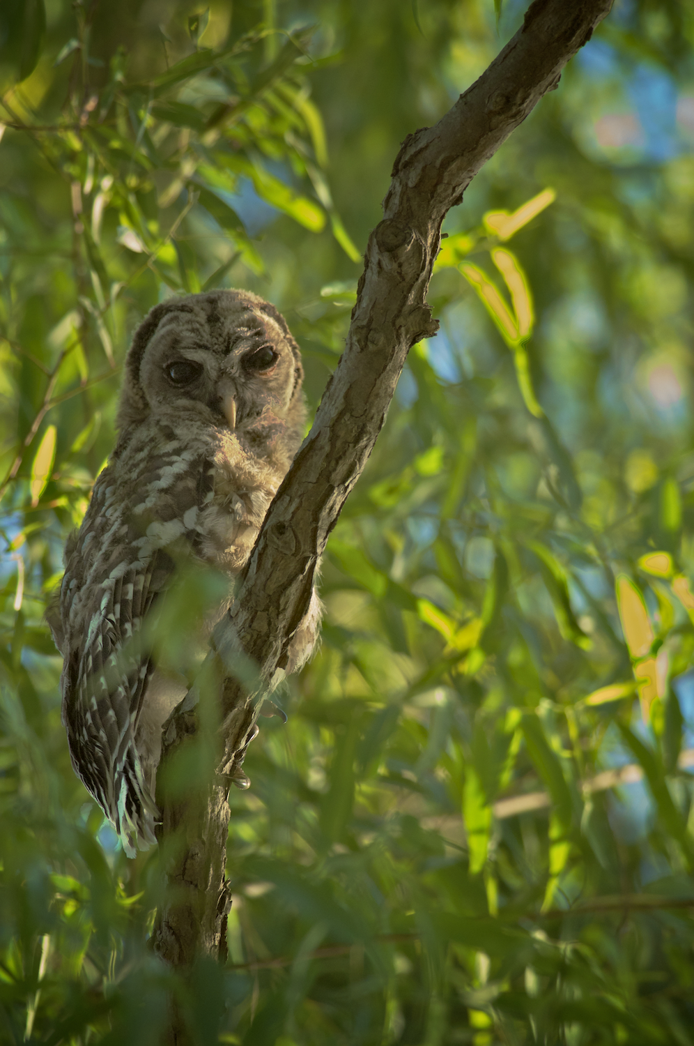 Immature Owl