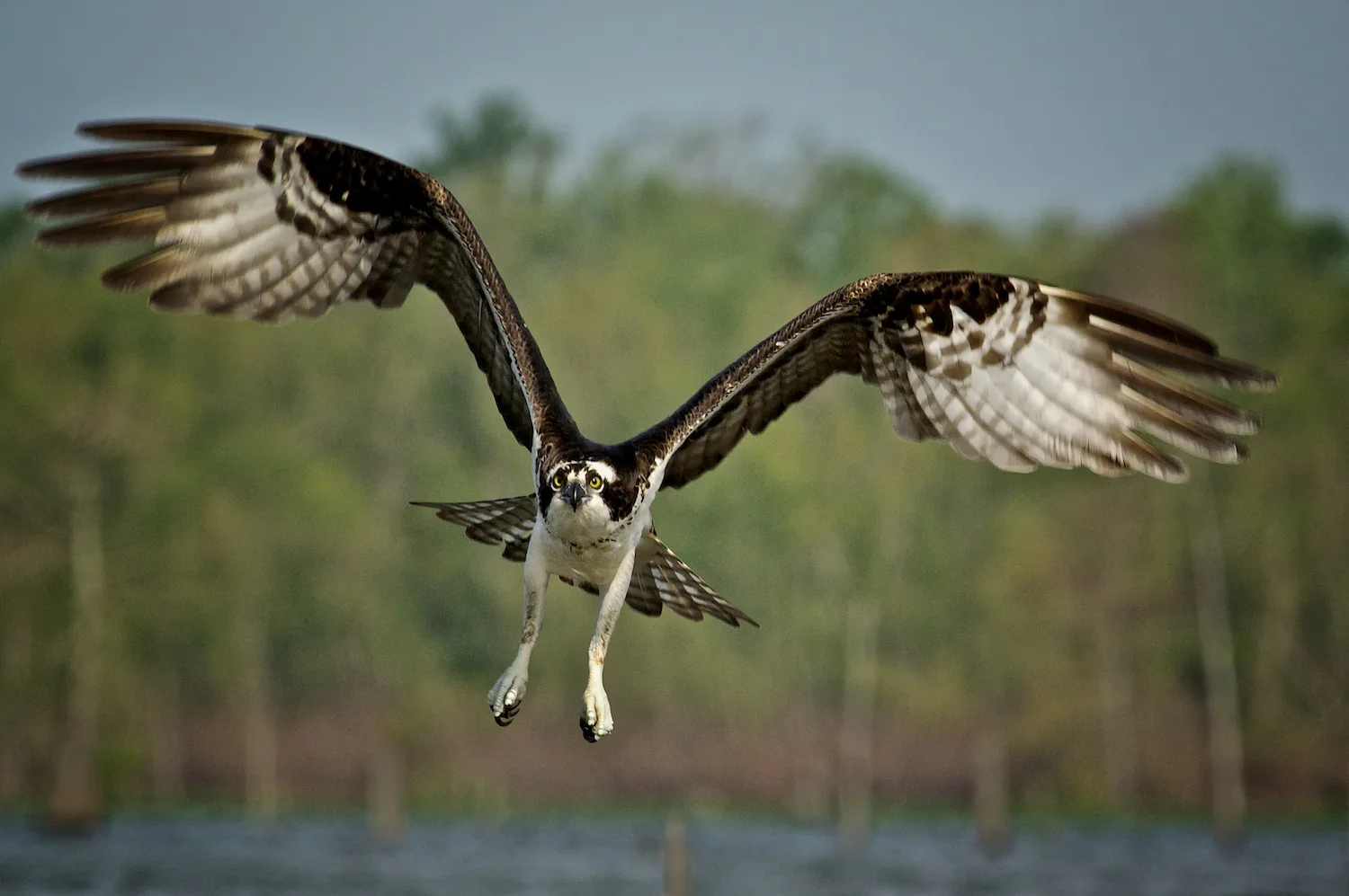 Cow Island Lake Unparalleled Osprey Photo Opportunity — Charles Bush
