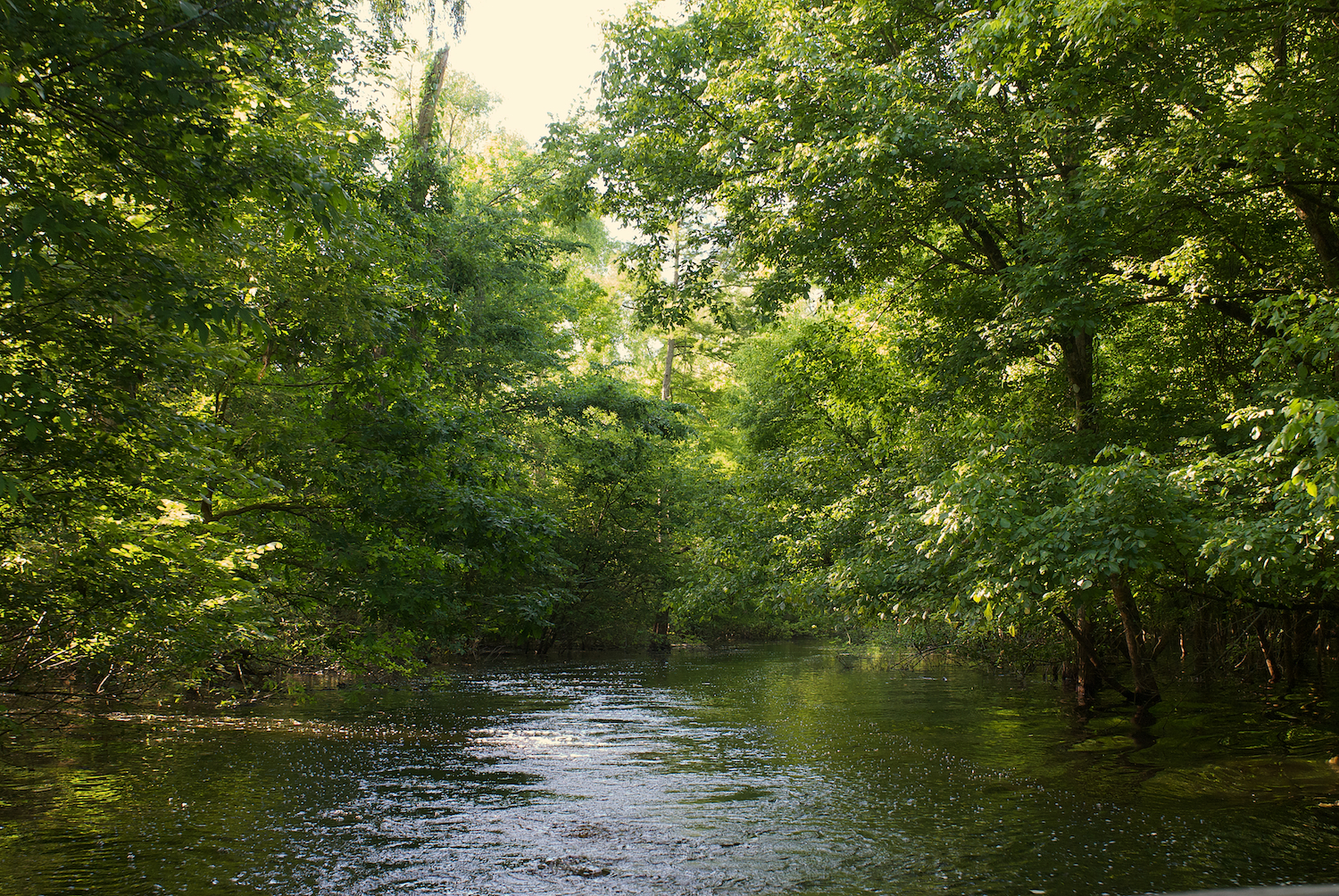 Access to Cow Island Lake