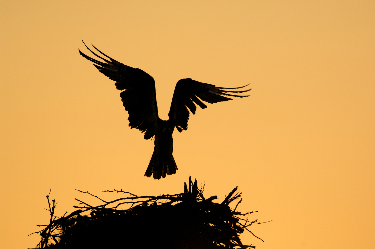 Osprey Silhouette