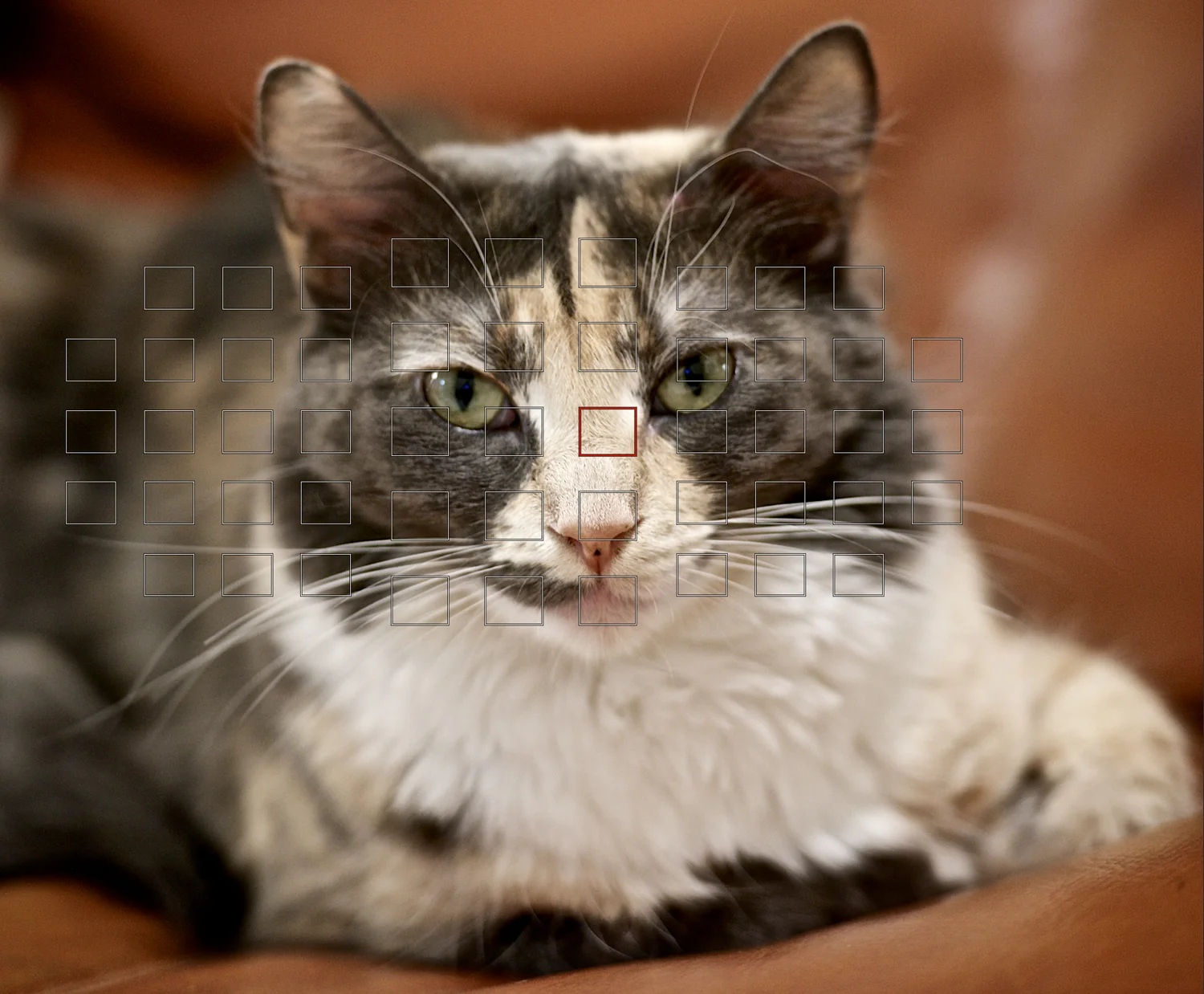 Cat - Selective Focus