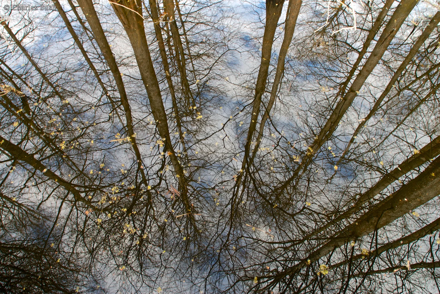 Cypress looking down at the water from the Boardwalk at Lake Martin