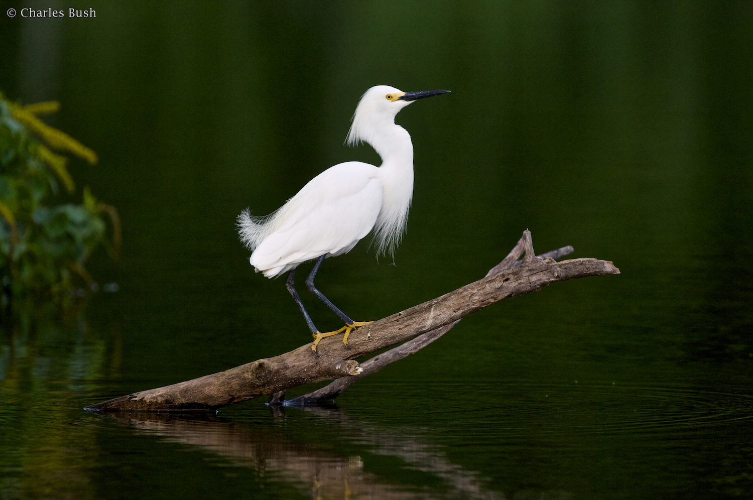 Snowy Egret at Lake Martin