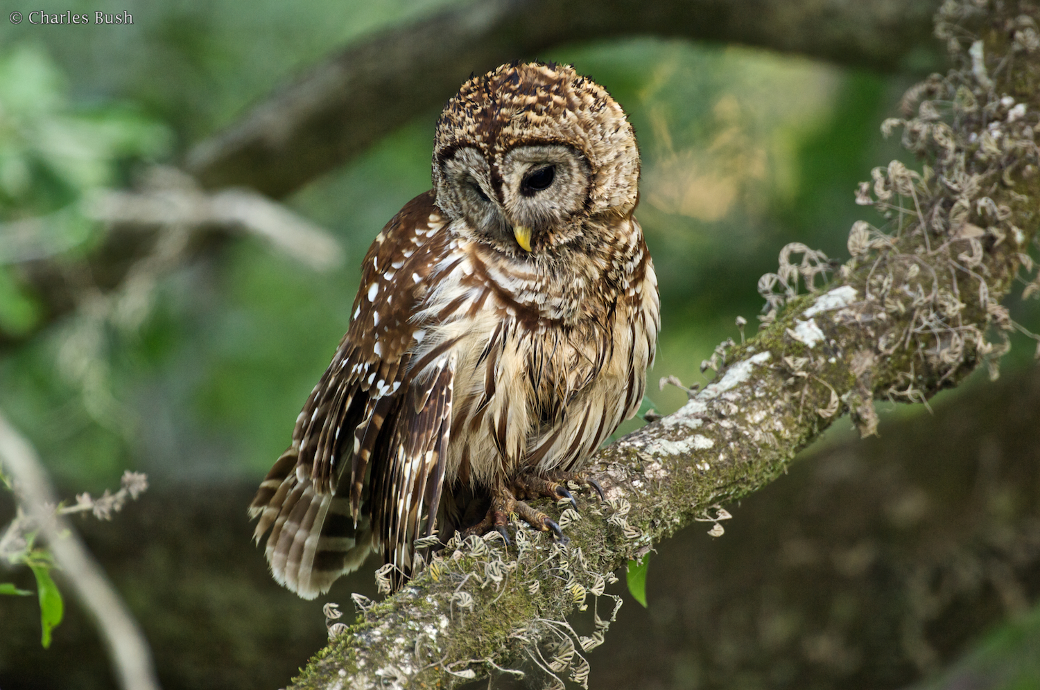 Barred Owl Along the Road at Lake Martin